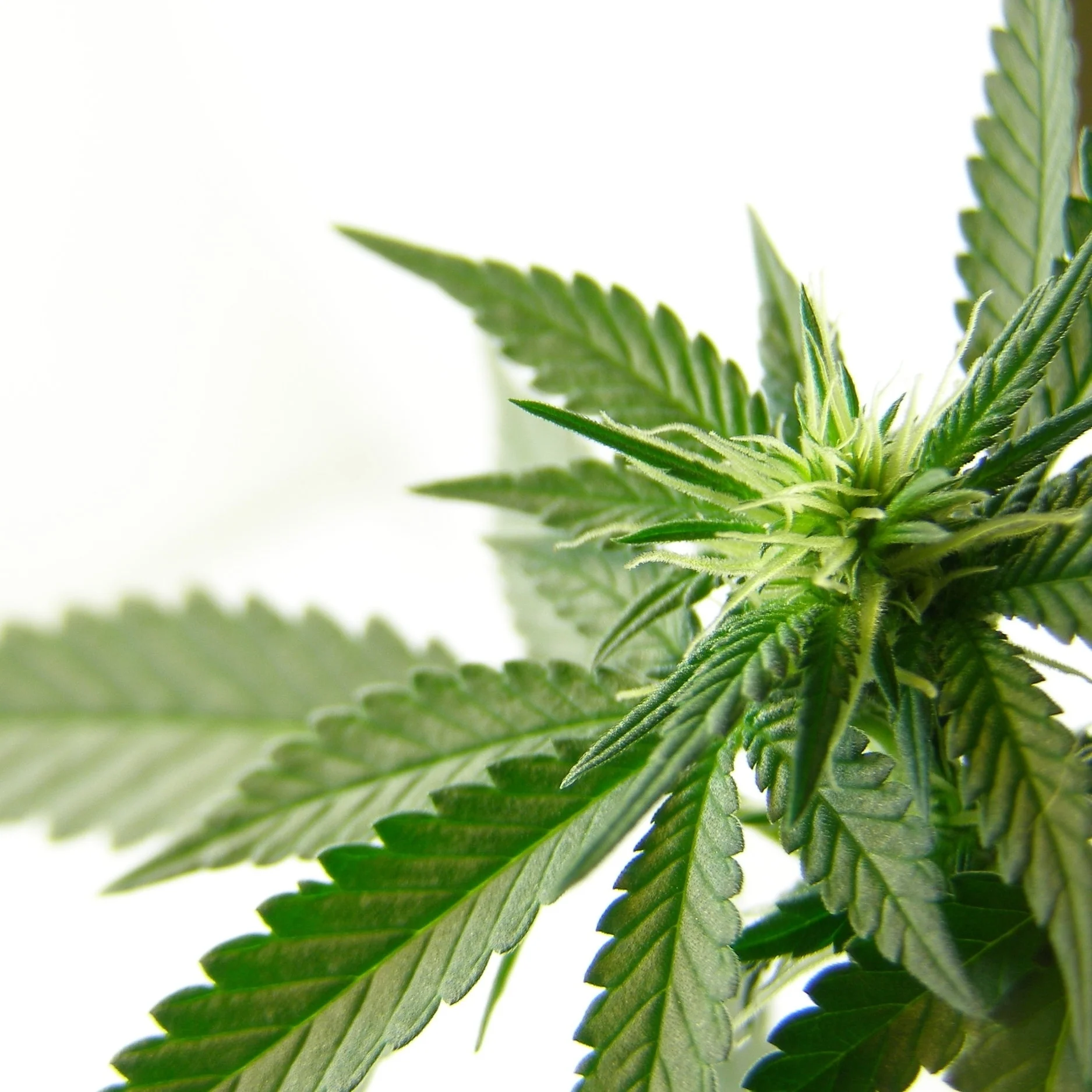 Medical Cannabis 101 - How do I take it? Is it safe? What is the best form for me?