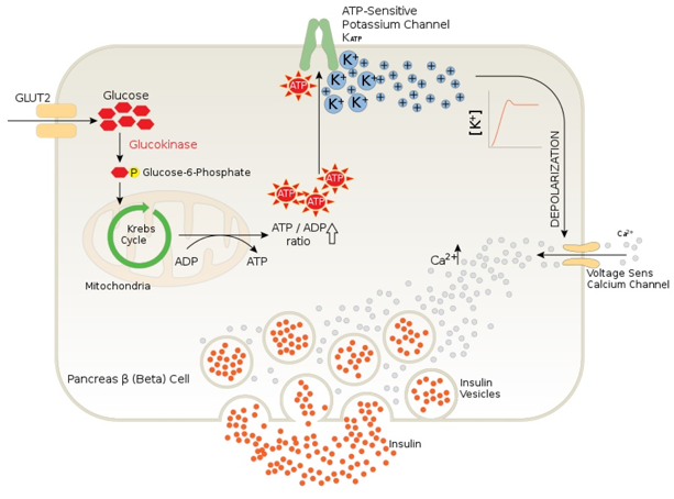 Figure 6. Normal beta-cell signaling in the presence of elevated blood glucose levels. 1) Glucose uptake via facilitated diffusion. 2) Glucose à ATP generation. 3) Closure of ATP-sensitive potassium channel. 4) Depolarize cell. 5) Ca2+ influx. 6) Exocytosis of insulin granules 7) Release of insulin into circulation. (Schuit, Huypens, Heimberg, & Pipeleers, 2001)