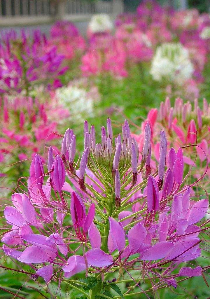 The Five Love Languages&nbsp;