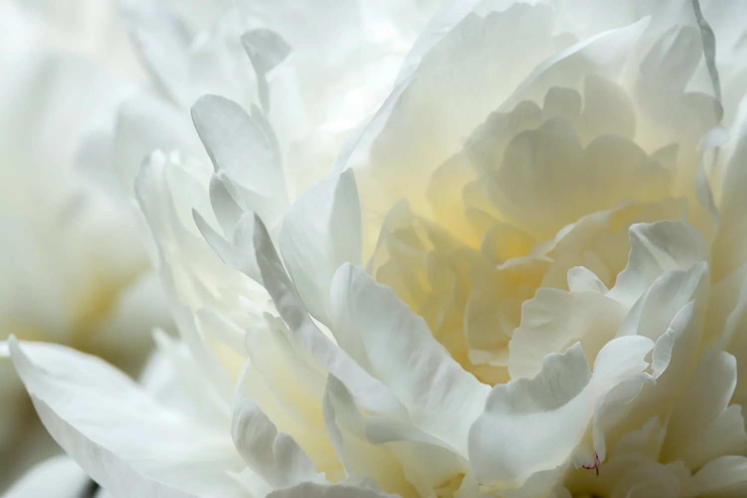 8-18 Leslie's Website1-5.jpg