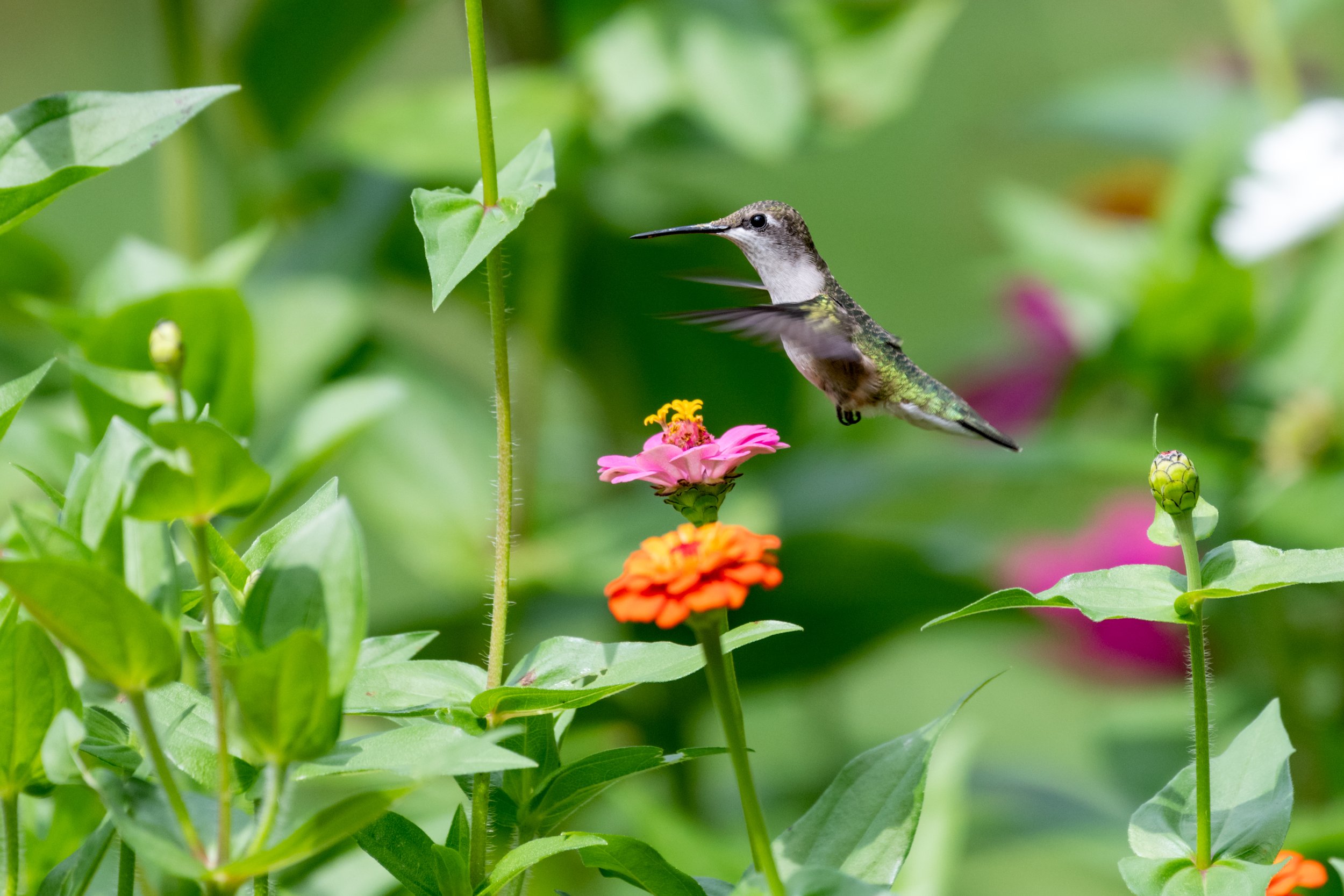 Hummingbird-2.jpg