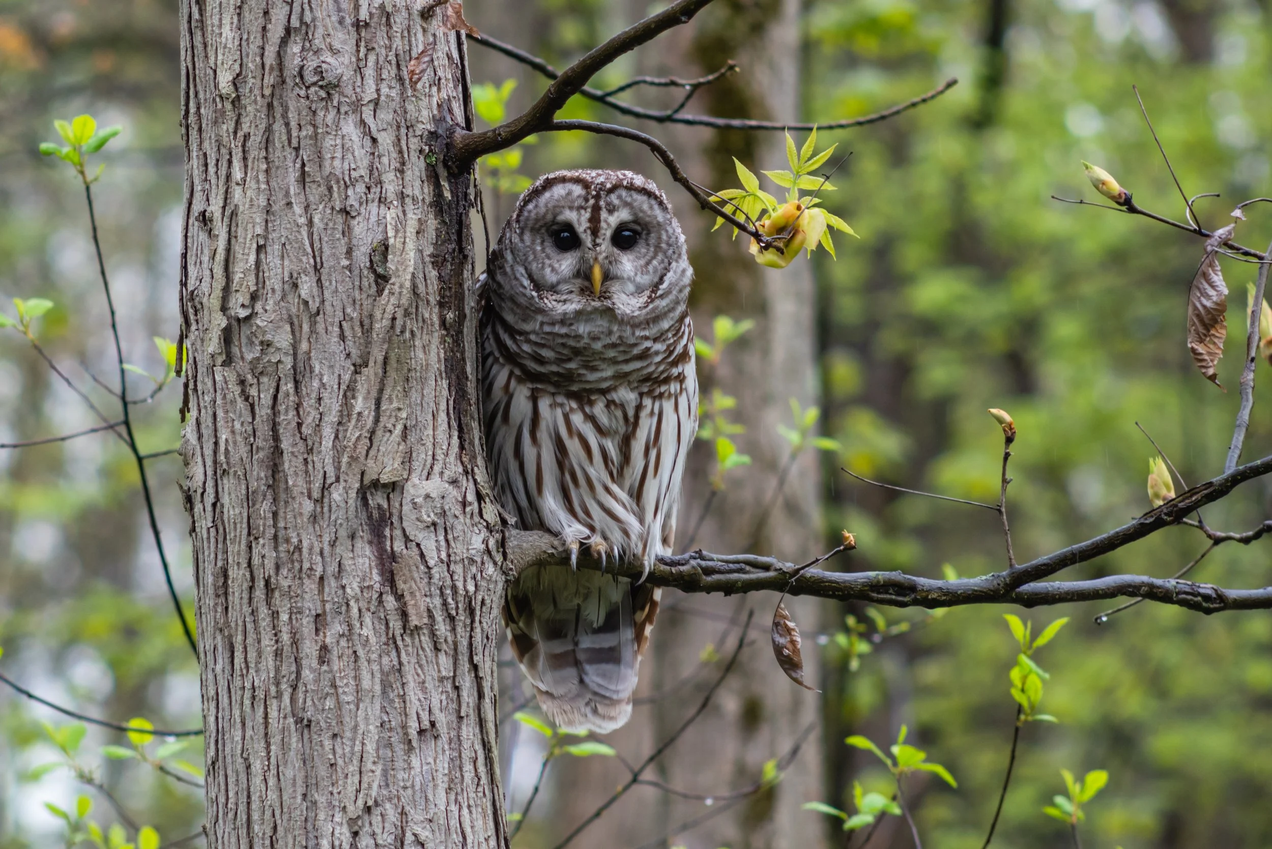 20190503-5-3-19 Owl (24 of 25)-Edit-2.jpg
