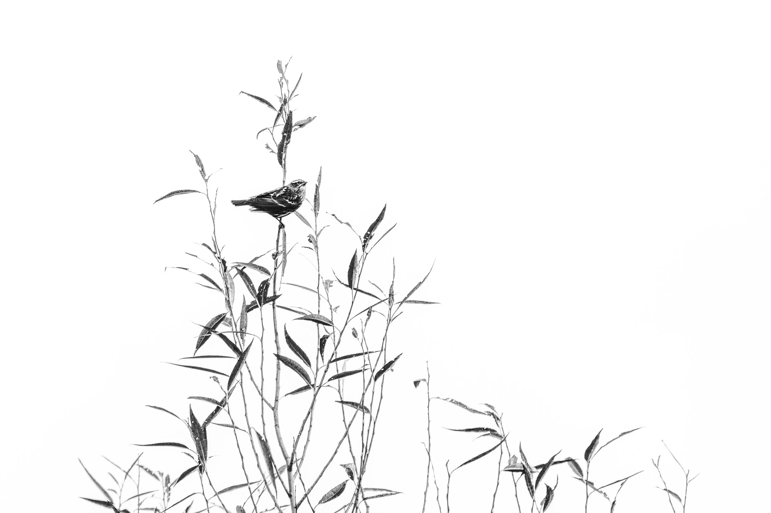 Bird on a Branch.jpg