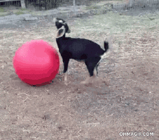 Take a Yoga Class.gif