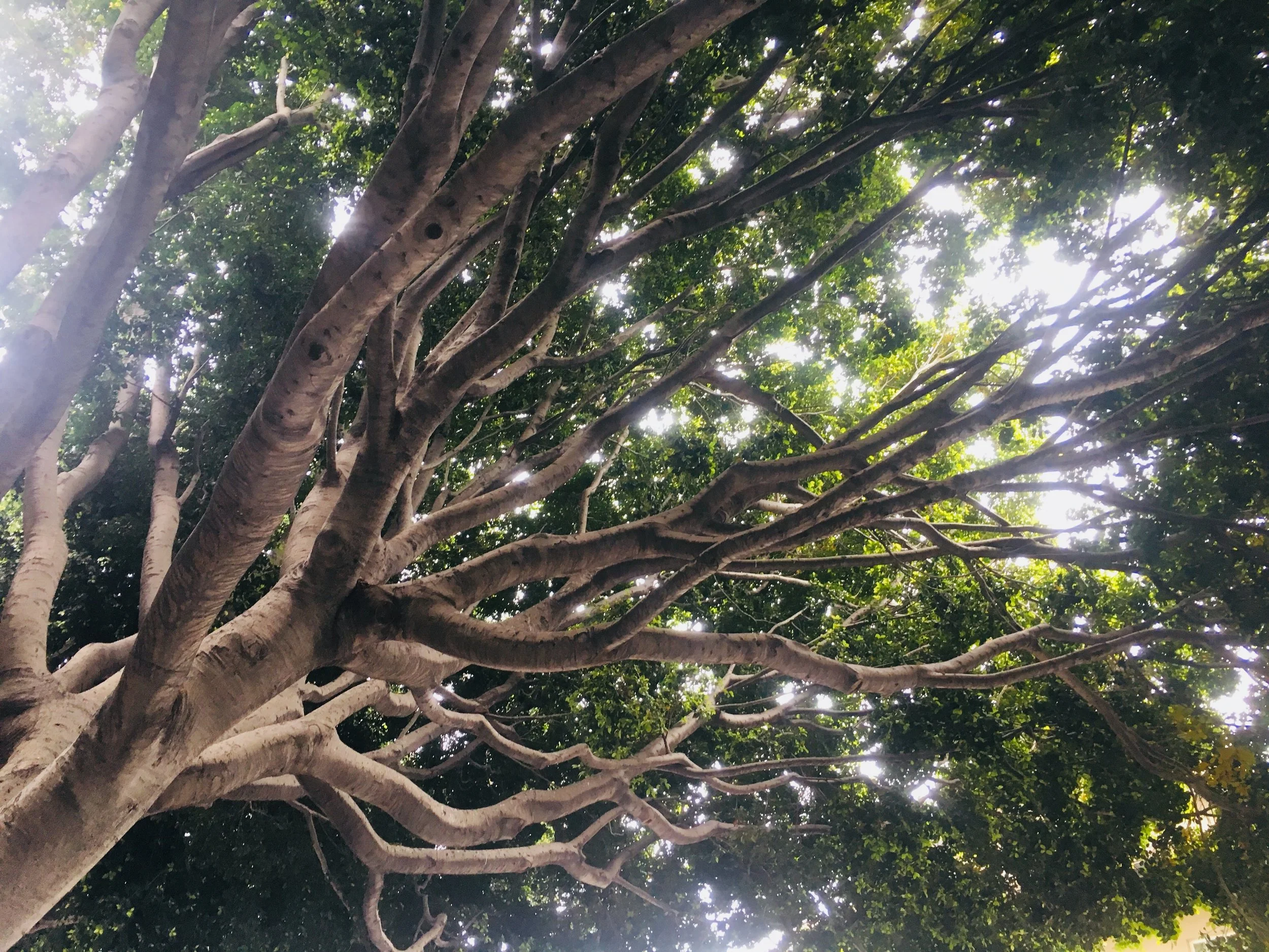 Tree reaching.jpg