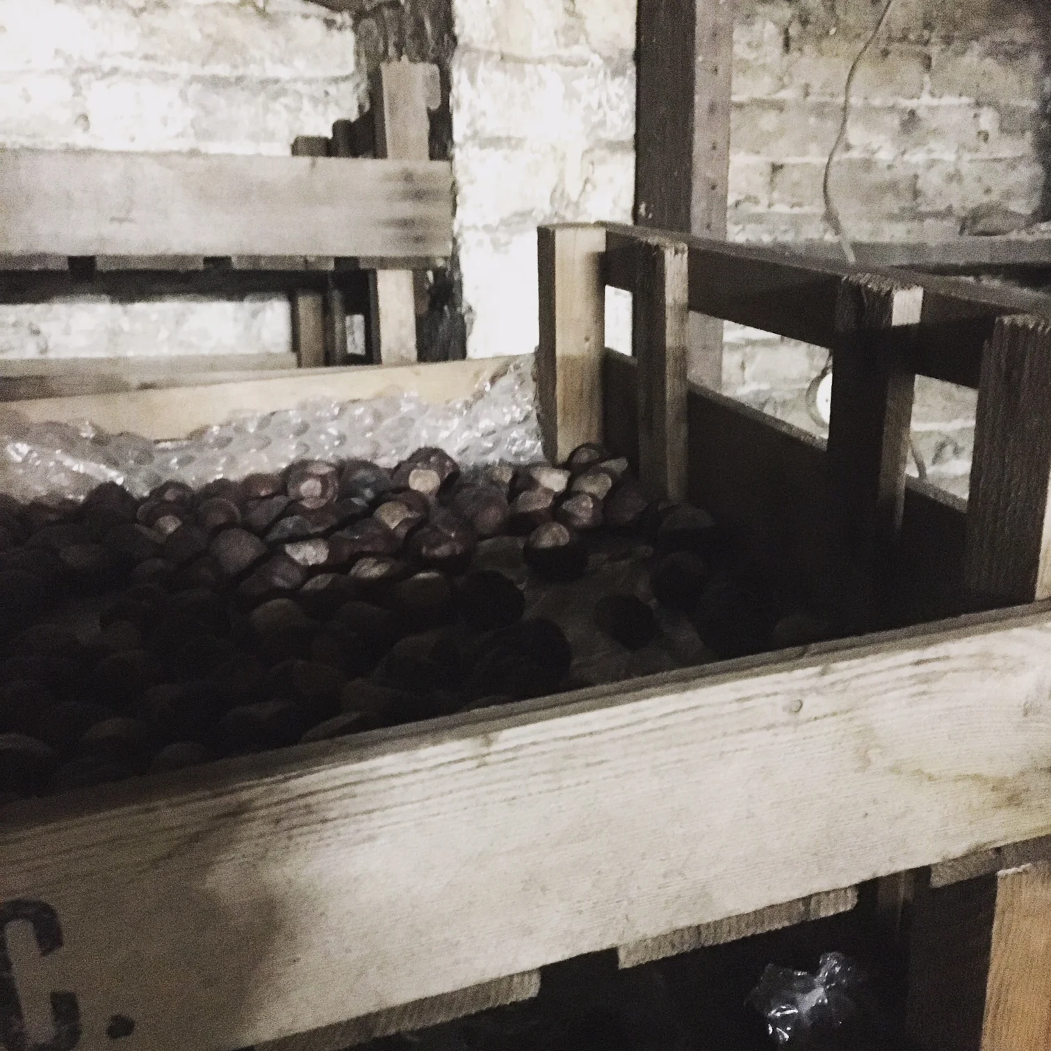 The art of ageing conkers