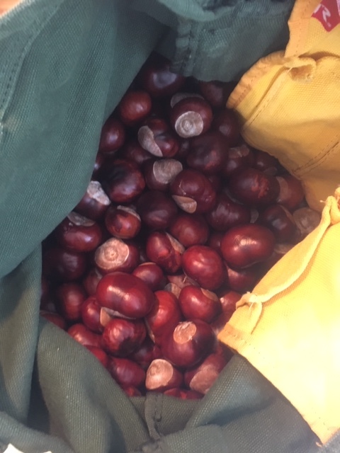 Conker season 2019 is GO!