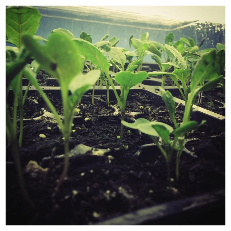  what kapha season is good for...