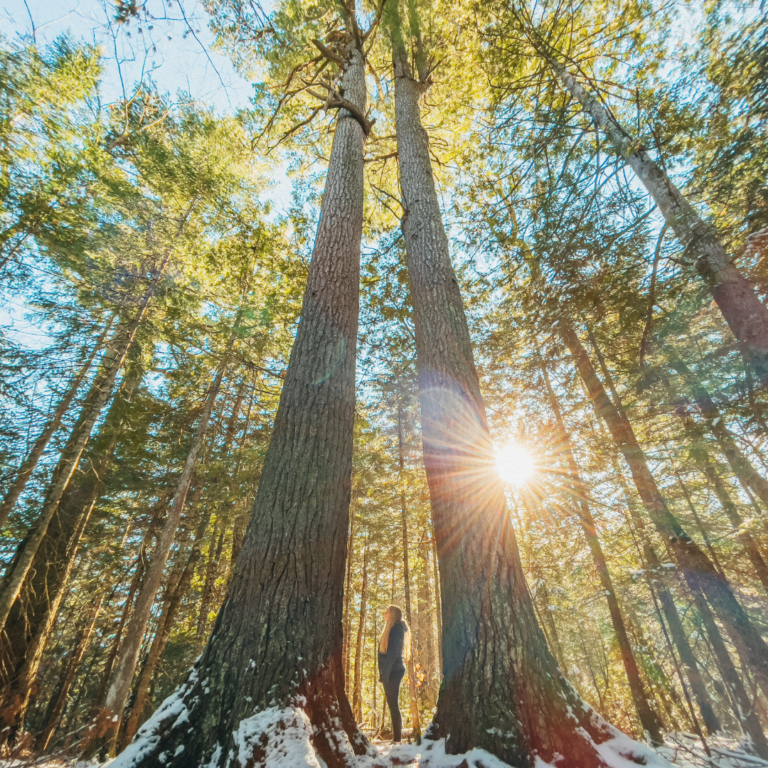 forest bathing: nature therapy immersion