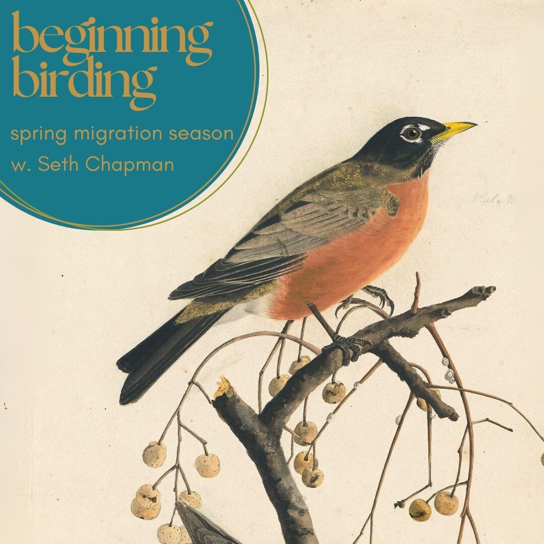 Our first hike of the 2024 season takes place this Saturday, March 30! 

Join Seth Chapman, Apothecary Manager and passionate birder for a morning discussion on the American Robin, complimentary chai, and a birdwatching hike through our favorite loca