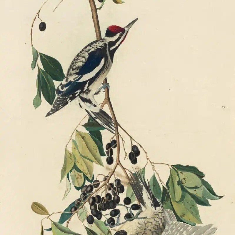 Yellow-bellied+Sapsucker.jpg