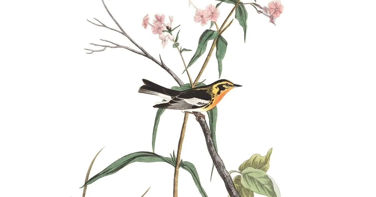 beginning birding: wood-warblers of kleinstuck