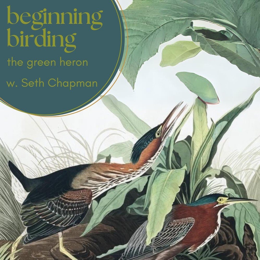 𝐁𝐄𝐆𝐈𝐍𝐍𝐈𝐍𝐆 𝐁𝐈𝐑𝐃𝐈𝐍𝐆: 𝐭𝐡𝐞 𝐠𝐫𝐞𝐞𝐧 𝐡𝐞𝐫𝐨𝐧. Join Seth Chapman, Apothecary Manger and experienced birder, on a birdwatching hike through Kleinstuck Preserve on Saturday, June 15.

Before taking to the trails of Kleinstuck Preserve