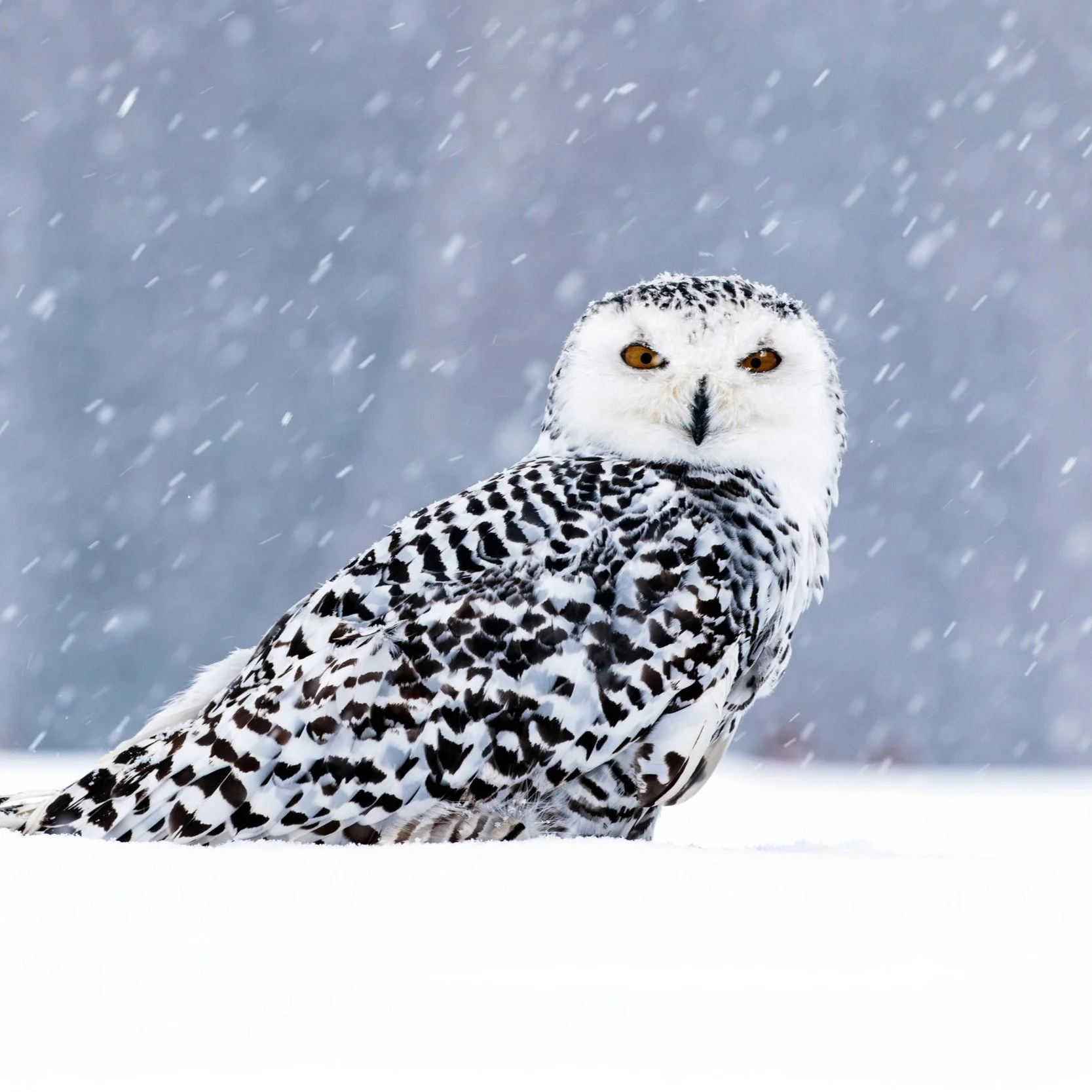 Snowy+Owl.jpg