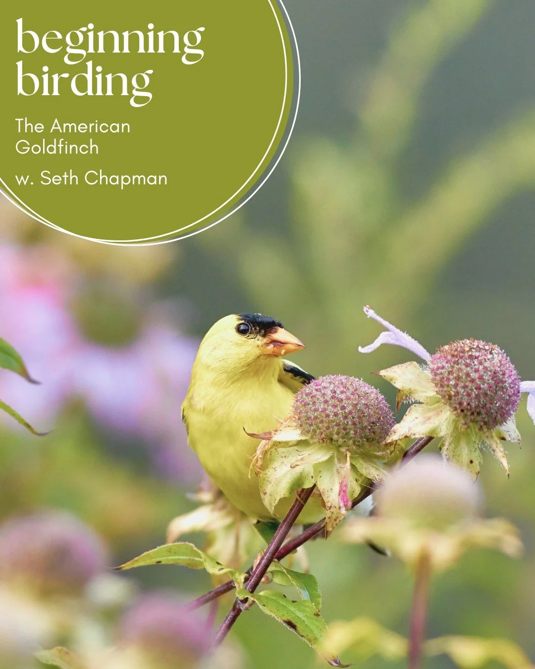 🐦 𝐁𝐞𝐠𝐢𝐧𝐧𝐢𝐧𝐠 𝐁𝐢𝐫𝐝𝐢𝐧𝐠: 𝐓𝐡𝐞 𝐀𝐦𝐞𝐫𝐢𝐜𝐚𝐧 𝐆𝐨𝐥𝐝𝐟𝐢𝐧𝐜𝐡
w. Seth Chapman

Evening light, golden feathers, and the quiet beauty of observation. 🌿

Join experienced birder Seth Chapman for a special twilight edition of our Begi