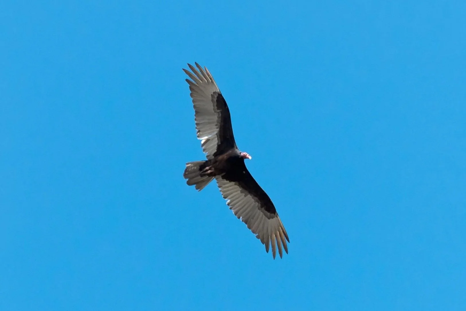 beginning birding: the turkey vulture