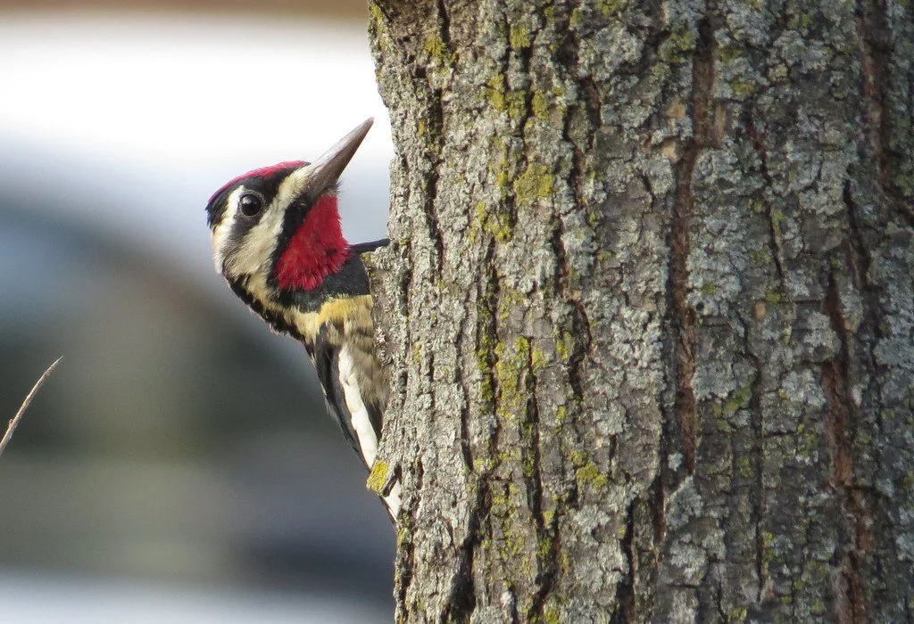 beginning birding: woodpeckers of kleinstuck