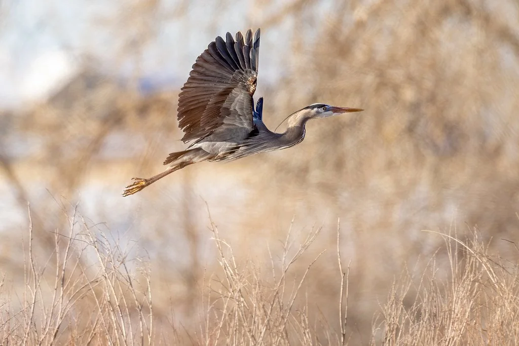 mindfulness + bird watching