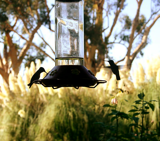 Lazy H - Hummingbirds 01.jpg