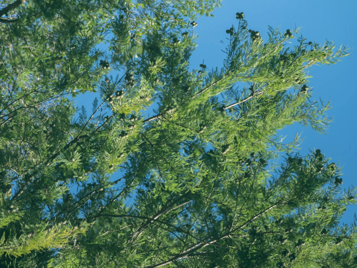 branches.jpg