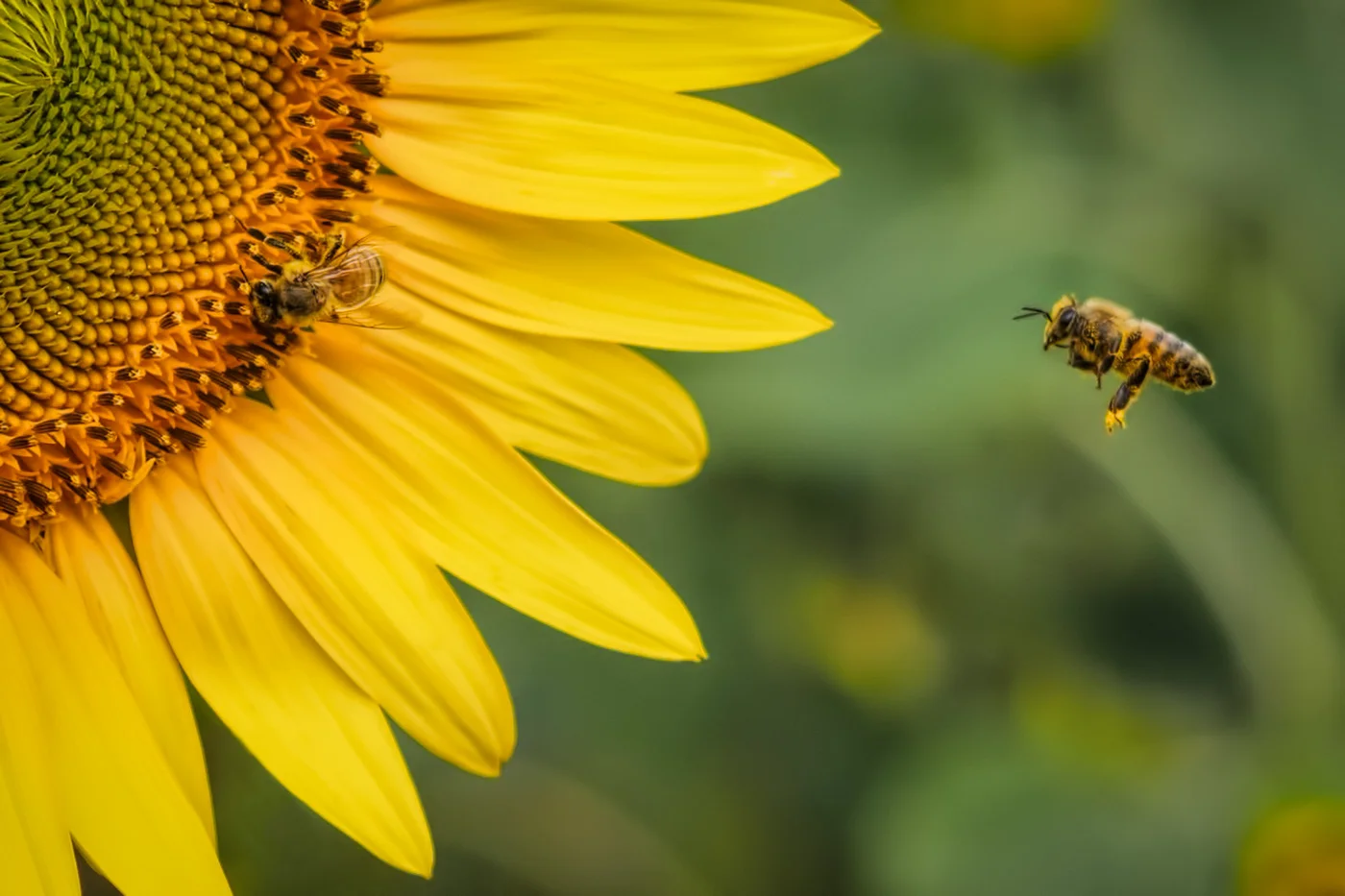 Bees and Sunflower