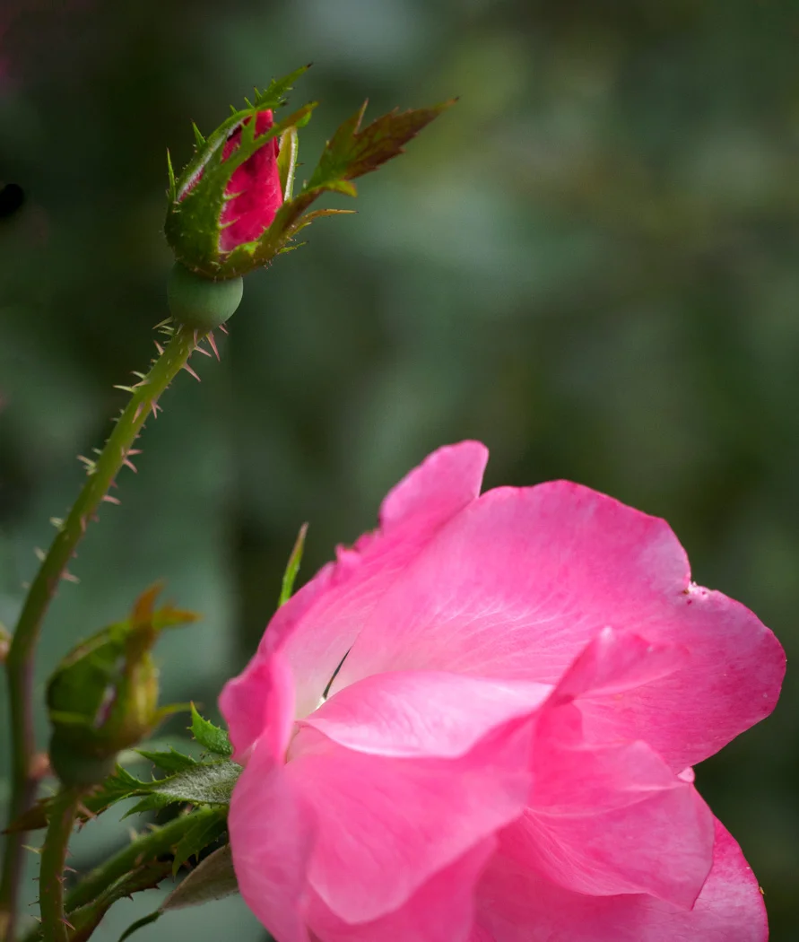 rose bud.jpg