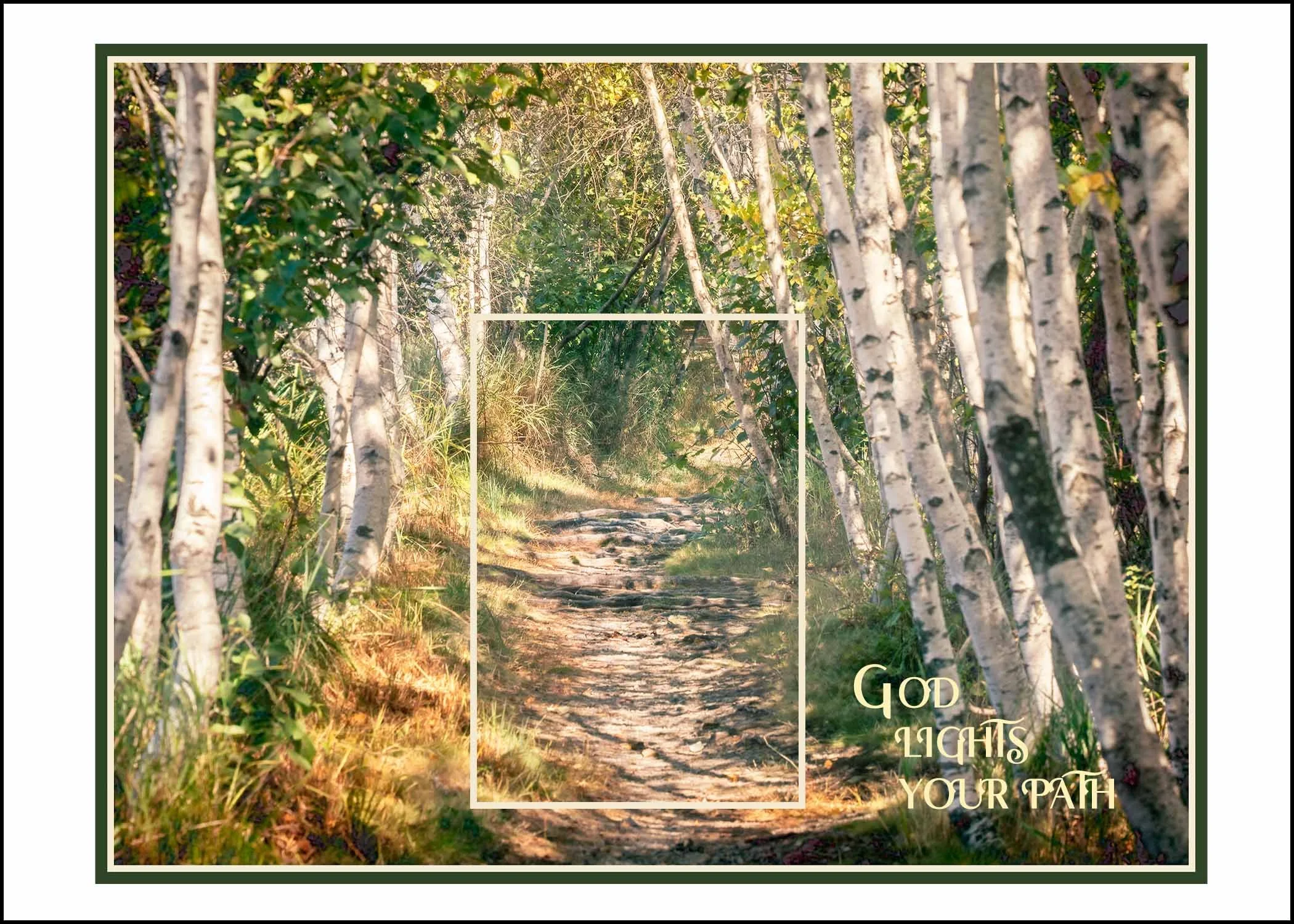 Birch Path