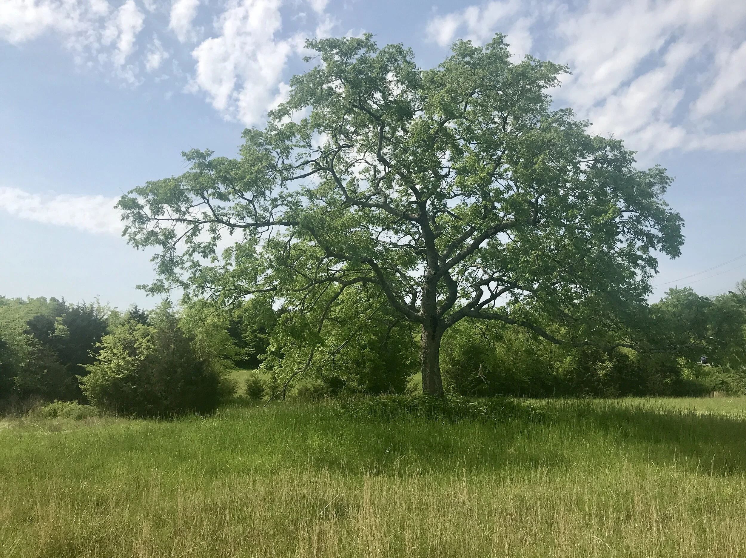 Tree Talk &amp; Walk