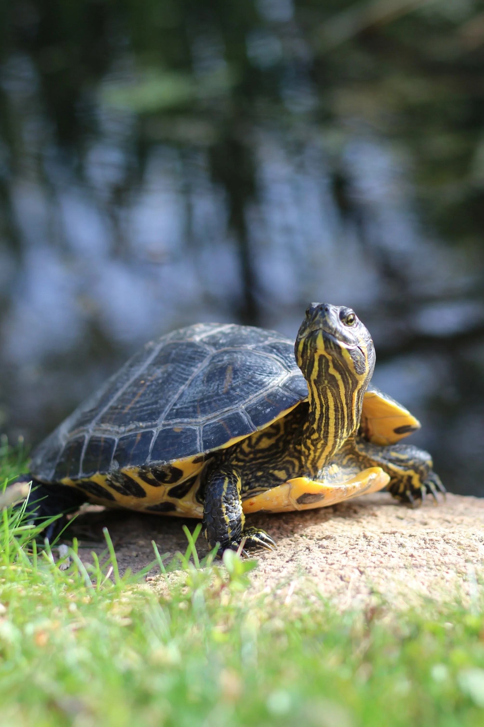 Herp Walk at Mill Ridge Park 