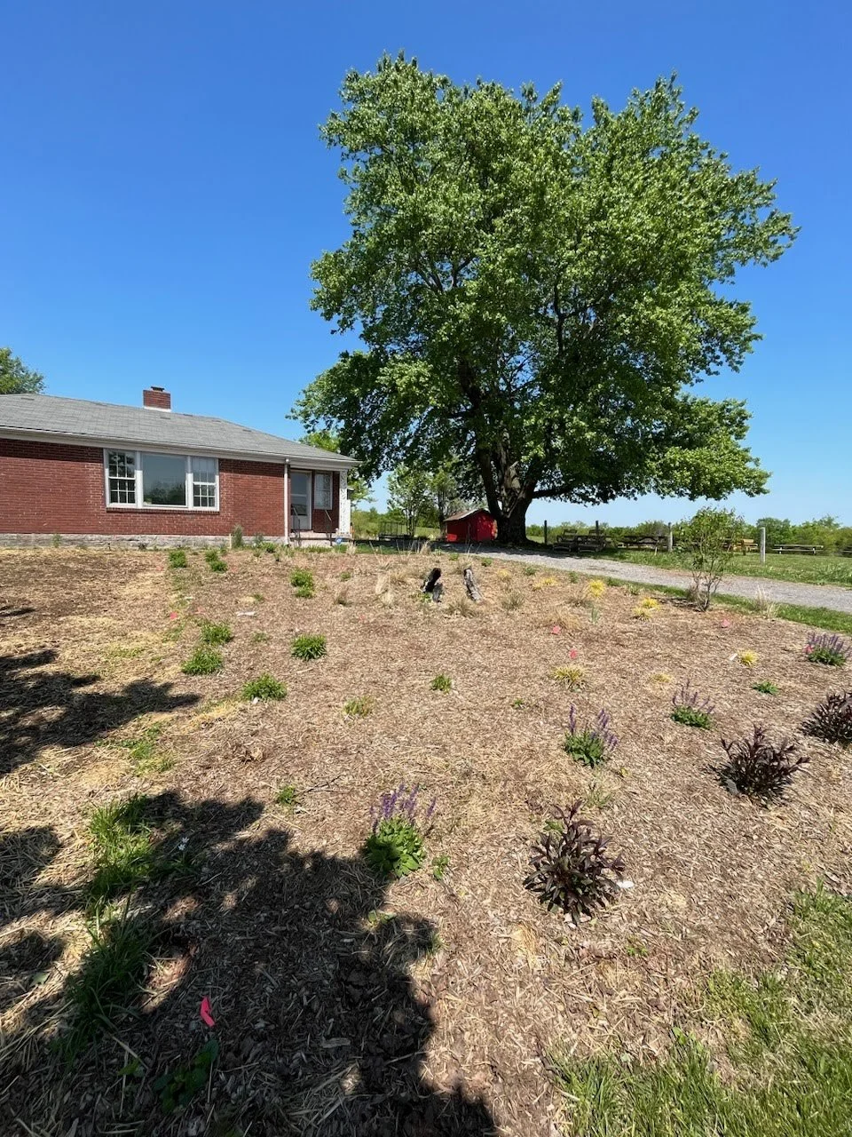 Native Lawn Learnshop