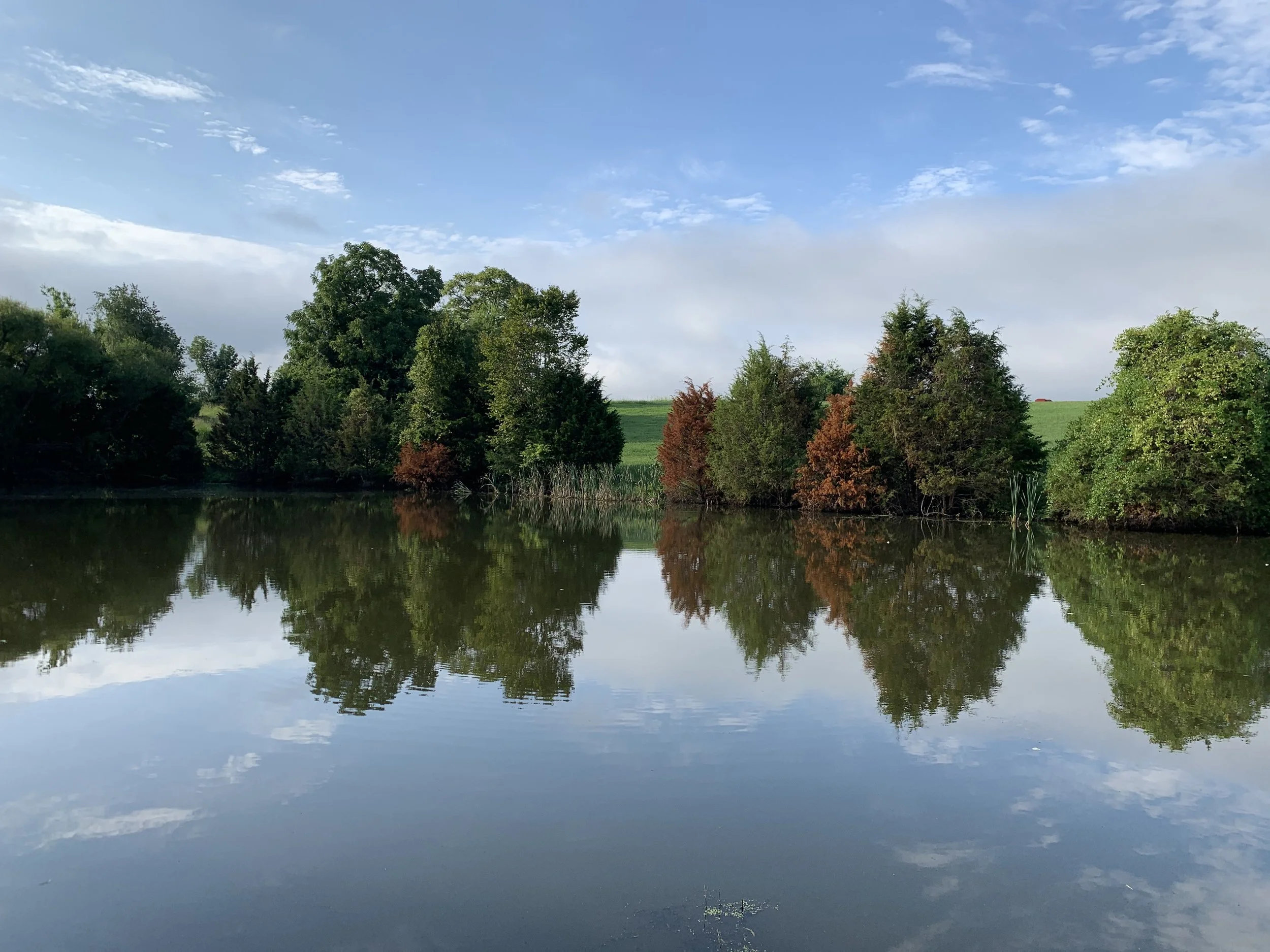 Throw Some Shade on the Summer Heat