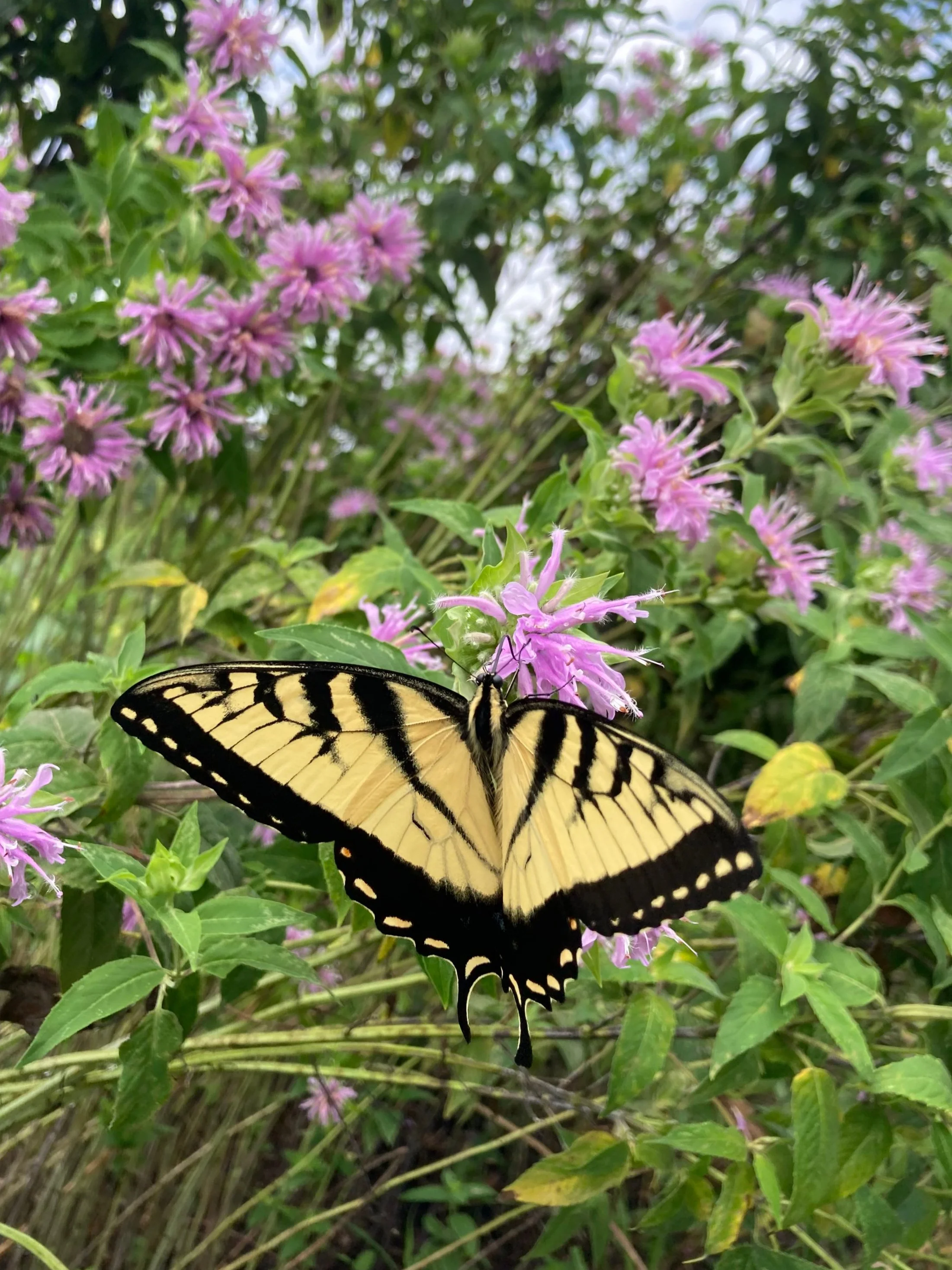 Pollinator Census and Walk