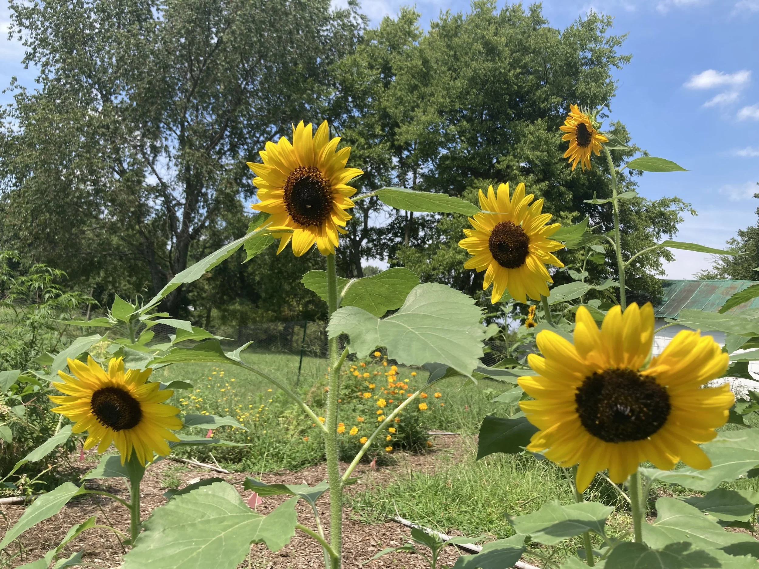 Ask a Gardener 