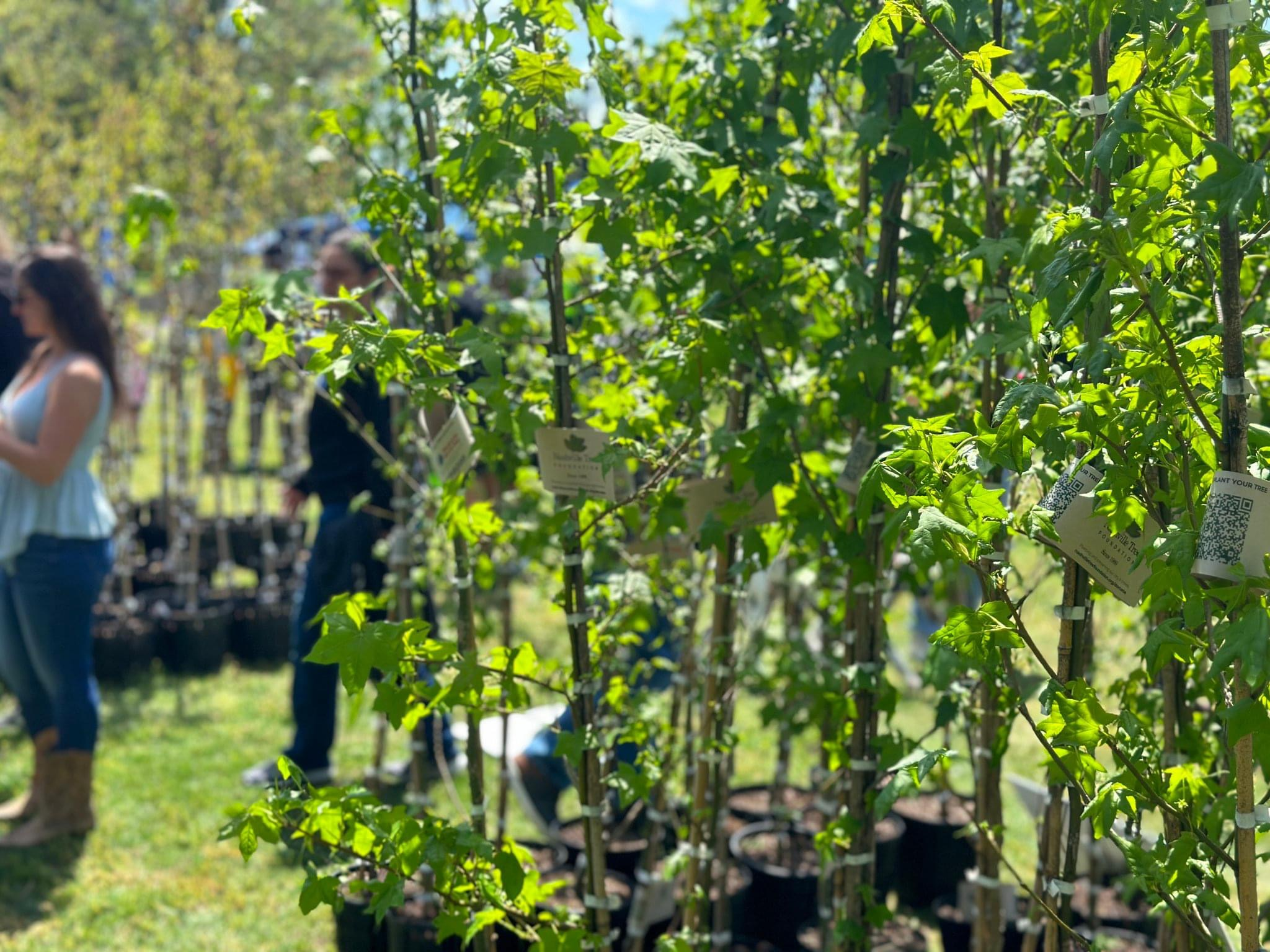 Nashville Tree Fest and Giveaway 