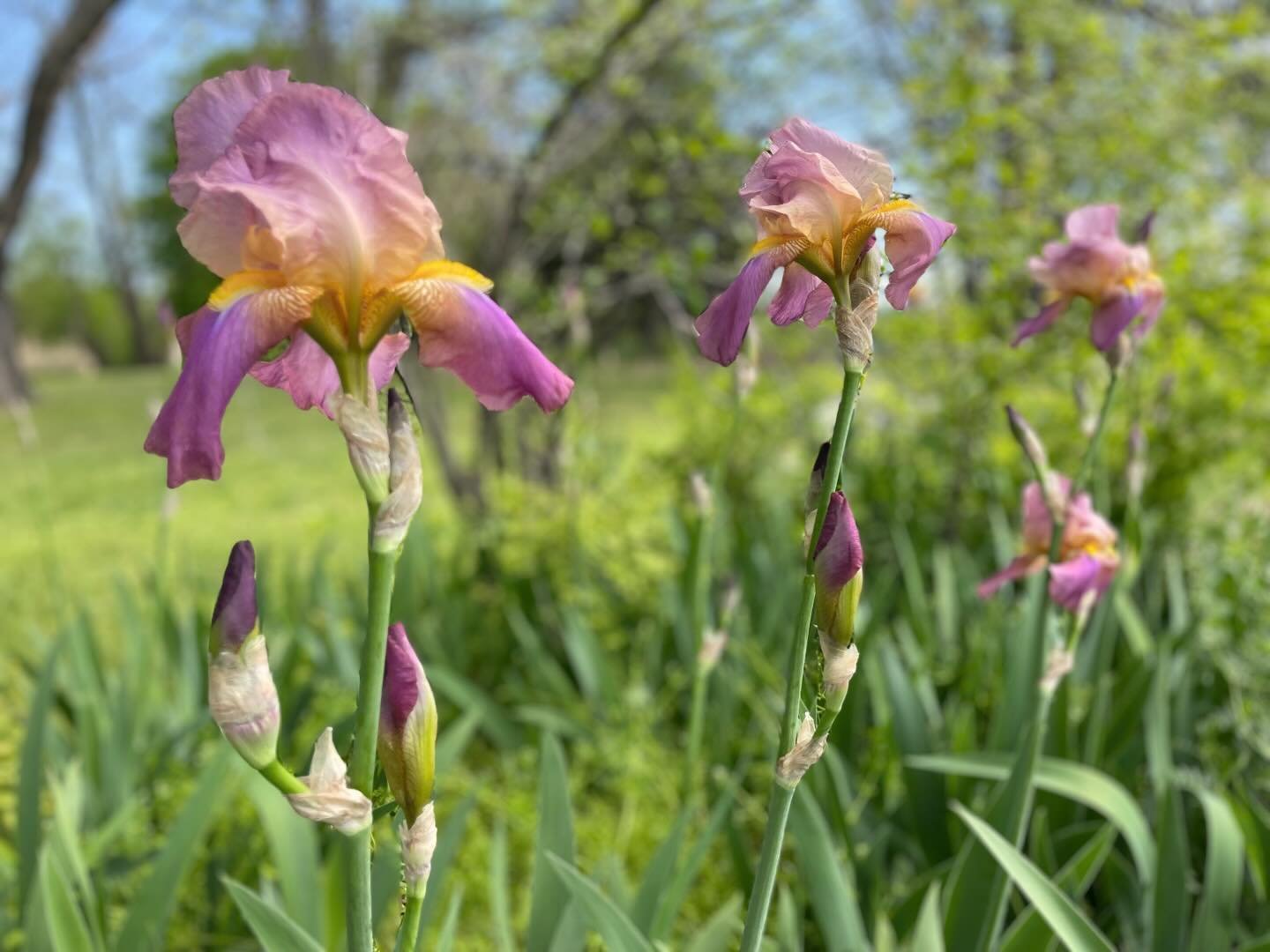 Miss Mary&rsquo;s irises are showing out in full colors.