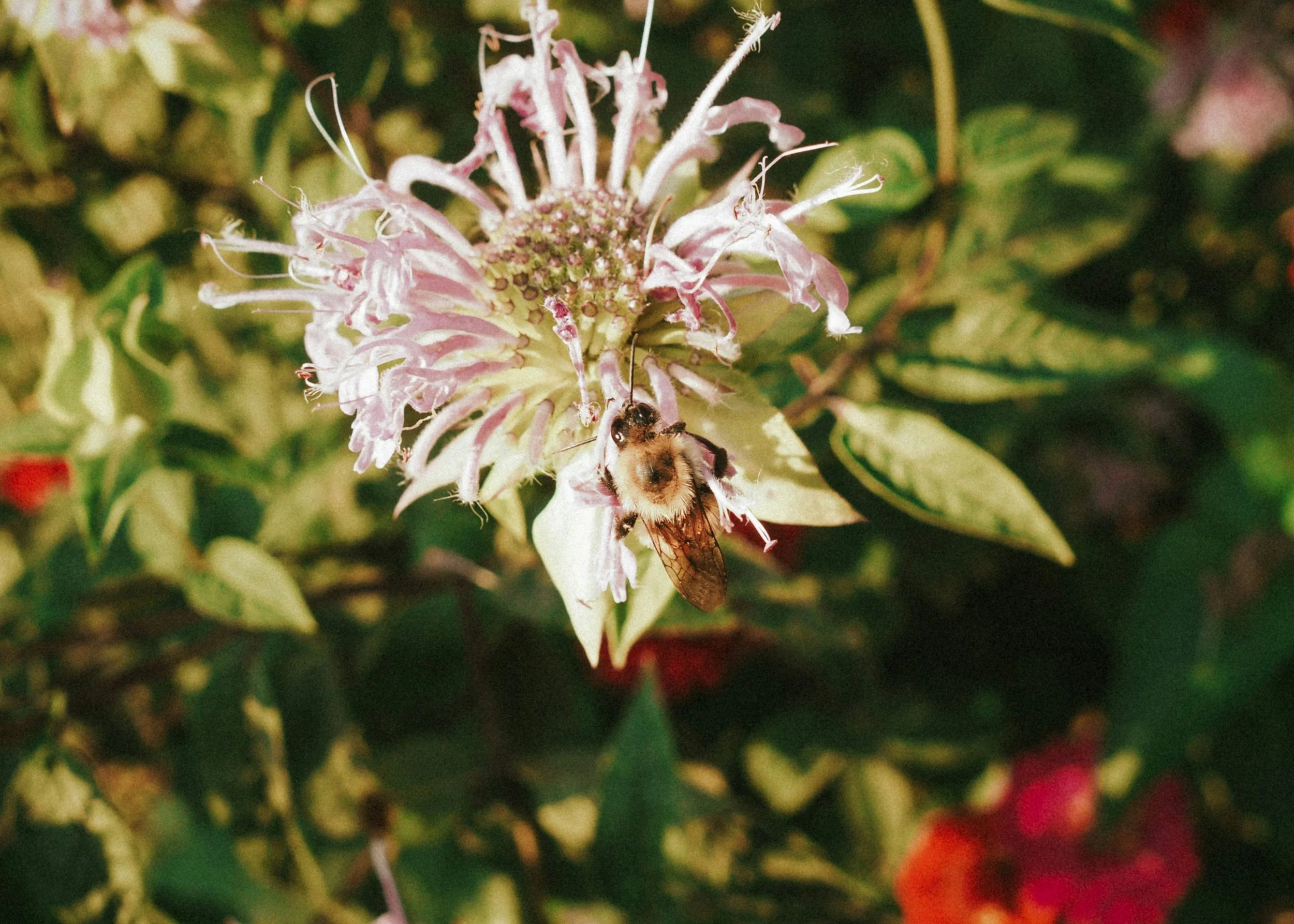 MY Outdoors: World Bee Day