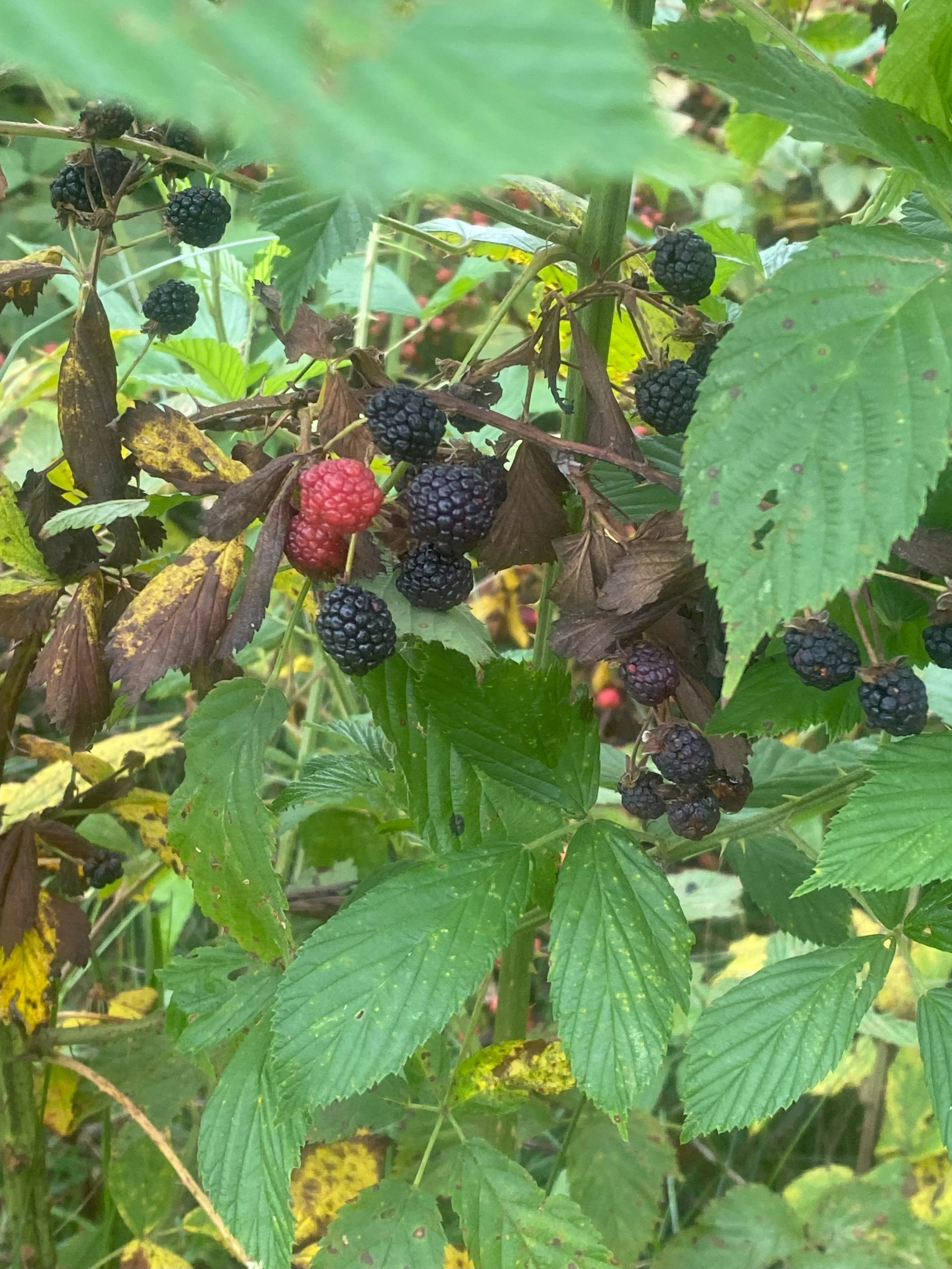 Berry Walk 