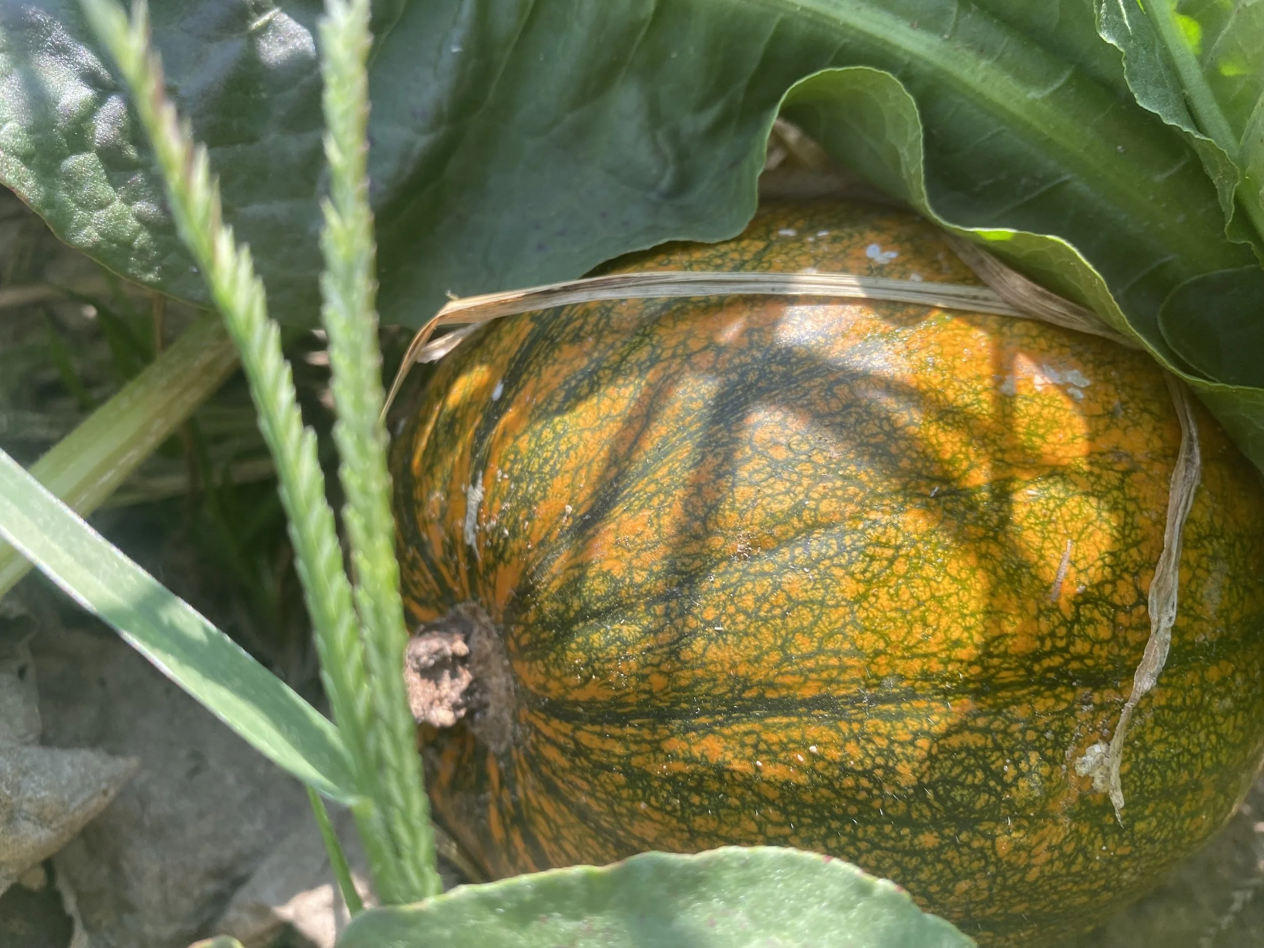 MY Outdoors: Cooking with Pumpkins 