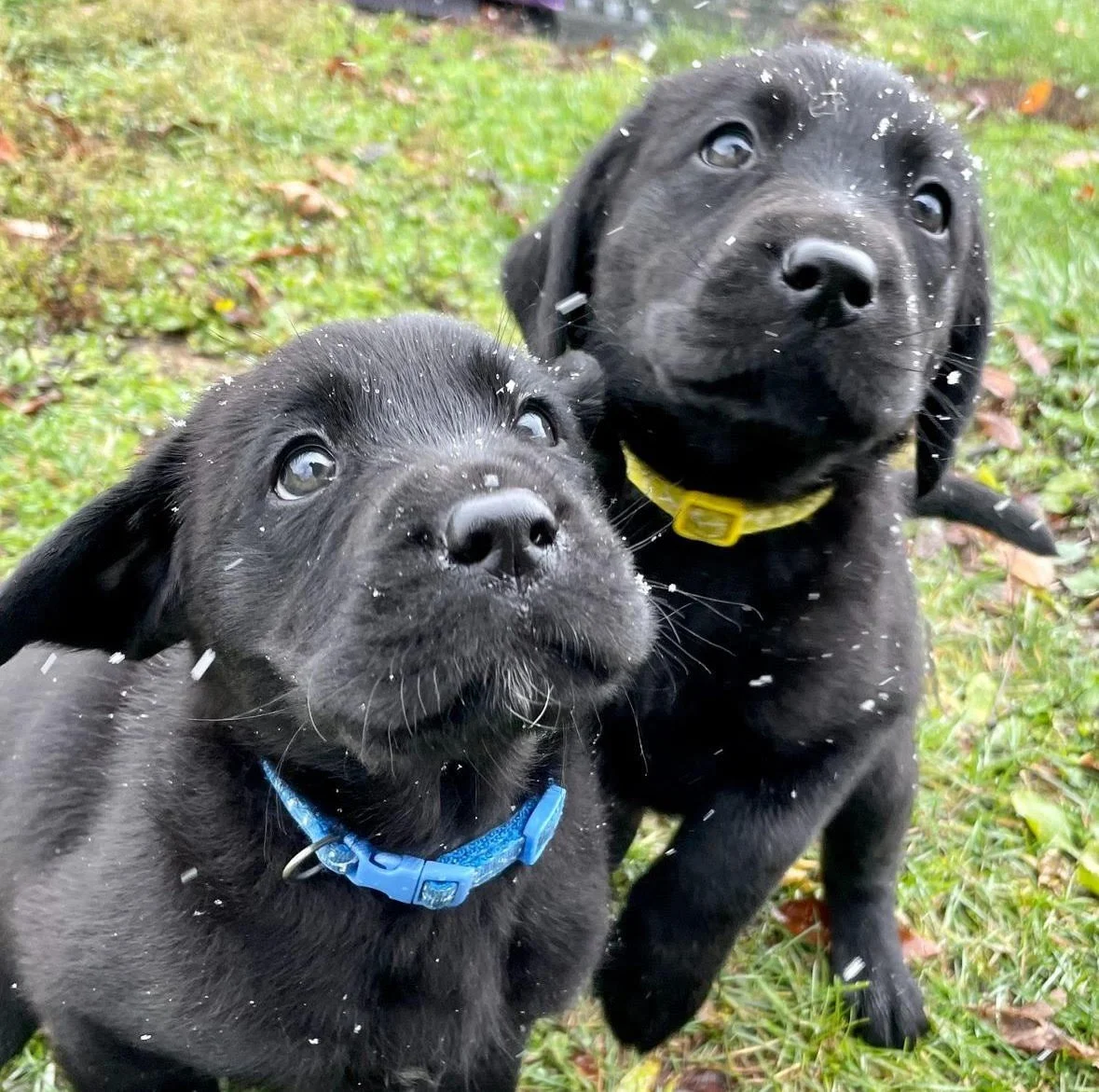 Community Care with Puppies