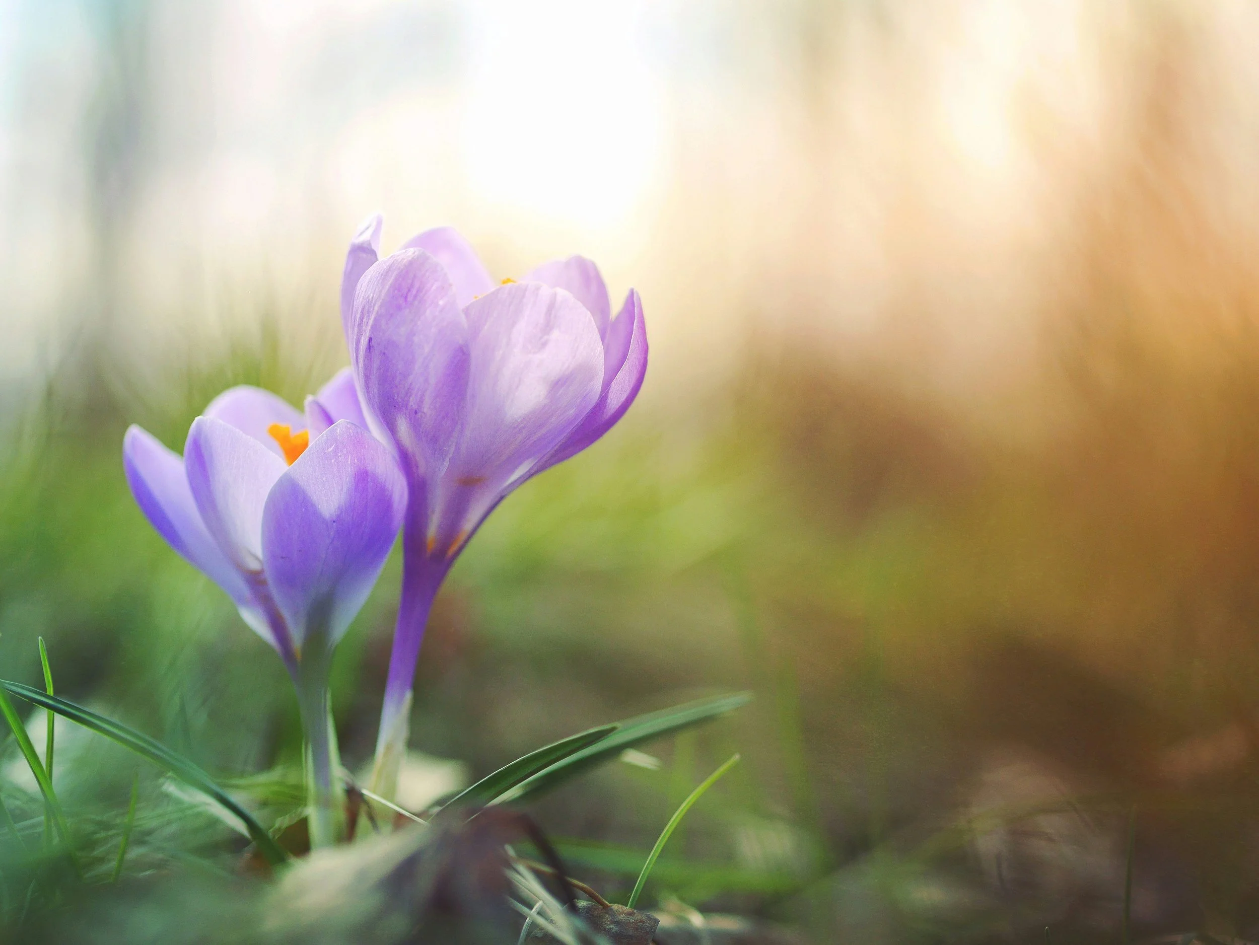 Wild Wanderers: Wildflower Watch