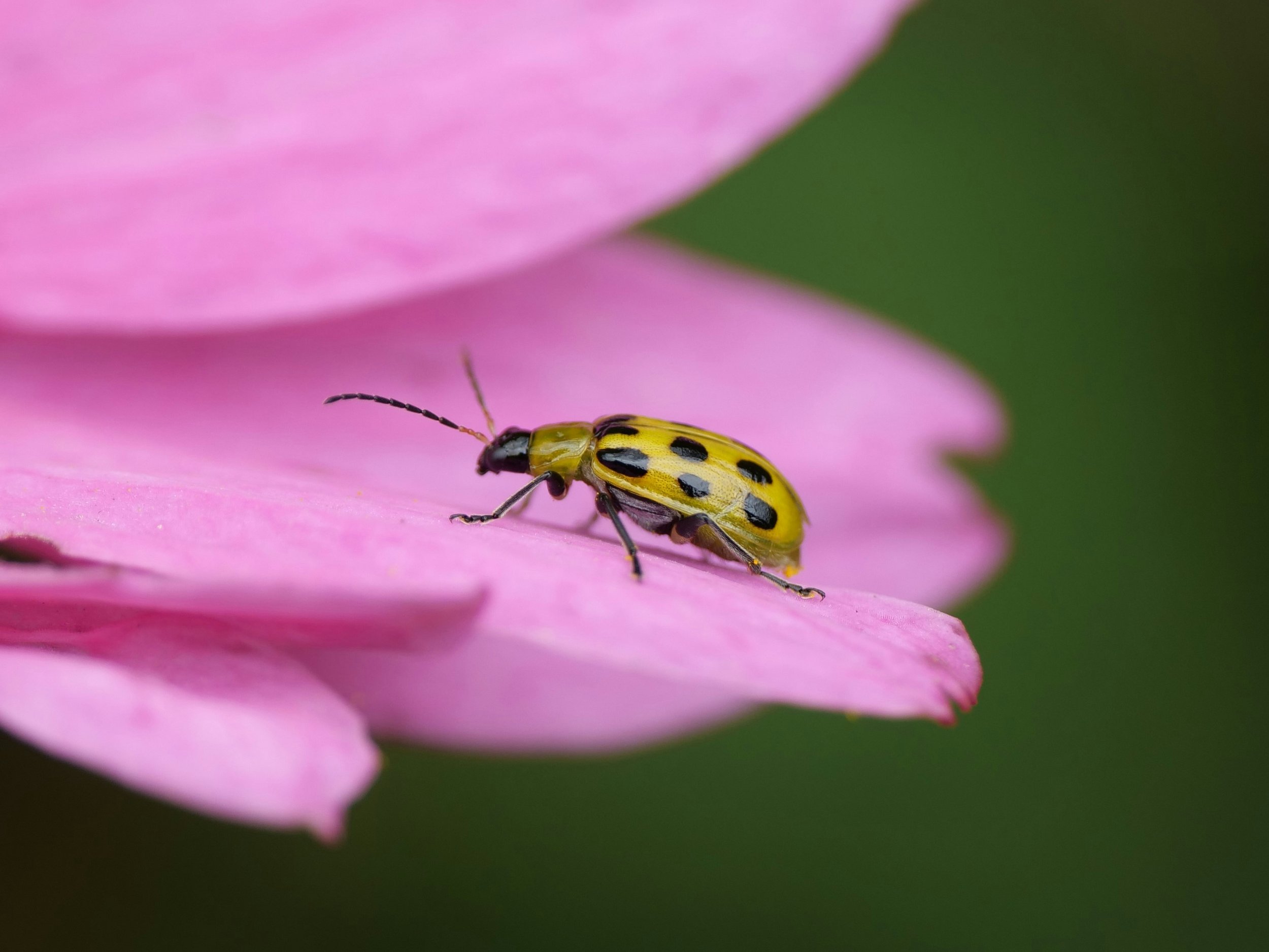 Bugs in the Garden Workshop (Rescheduled) New date announced soon!