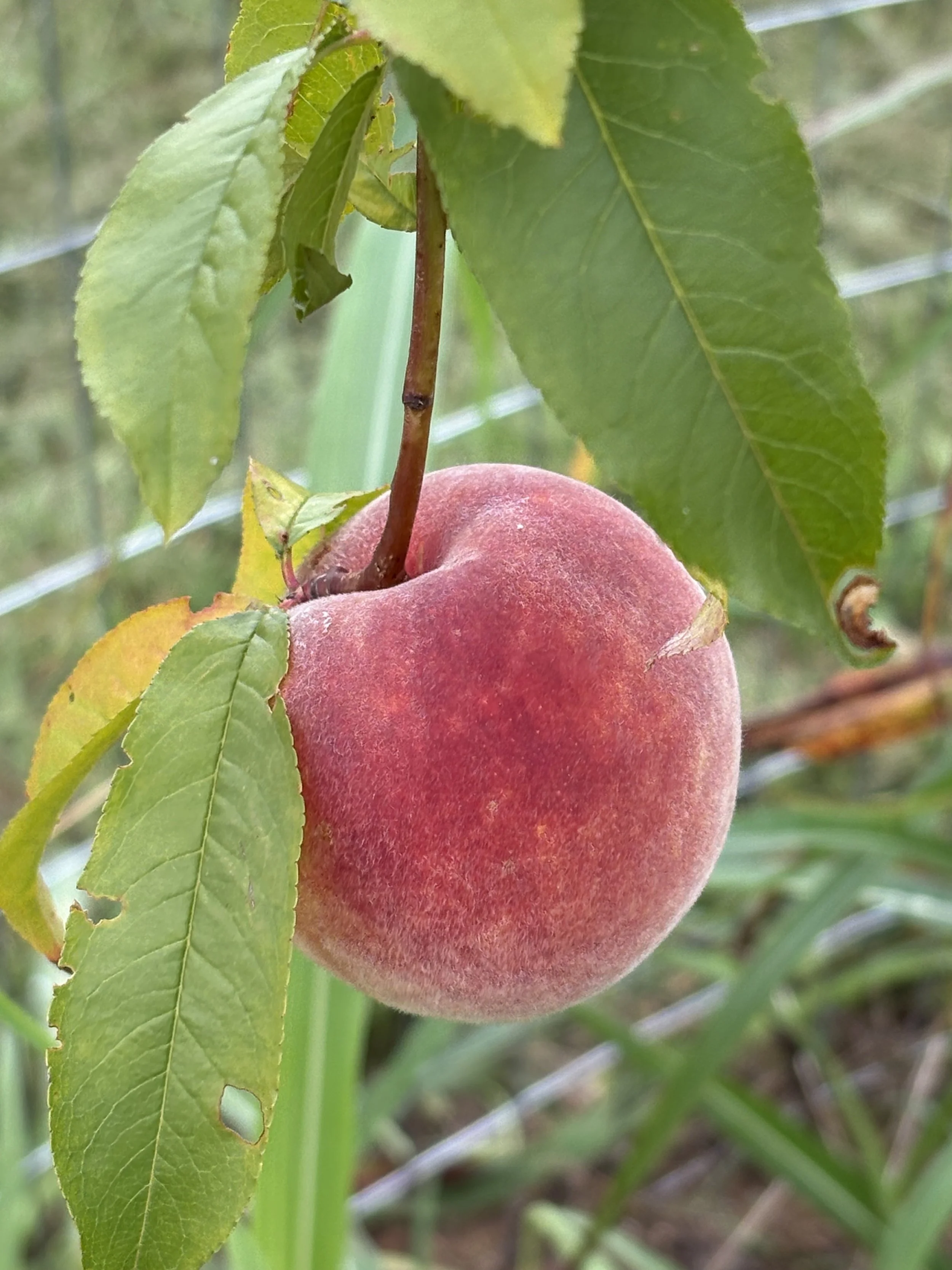 Wild Wanderers: Pumpkin Patch and Orchard