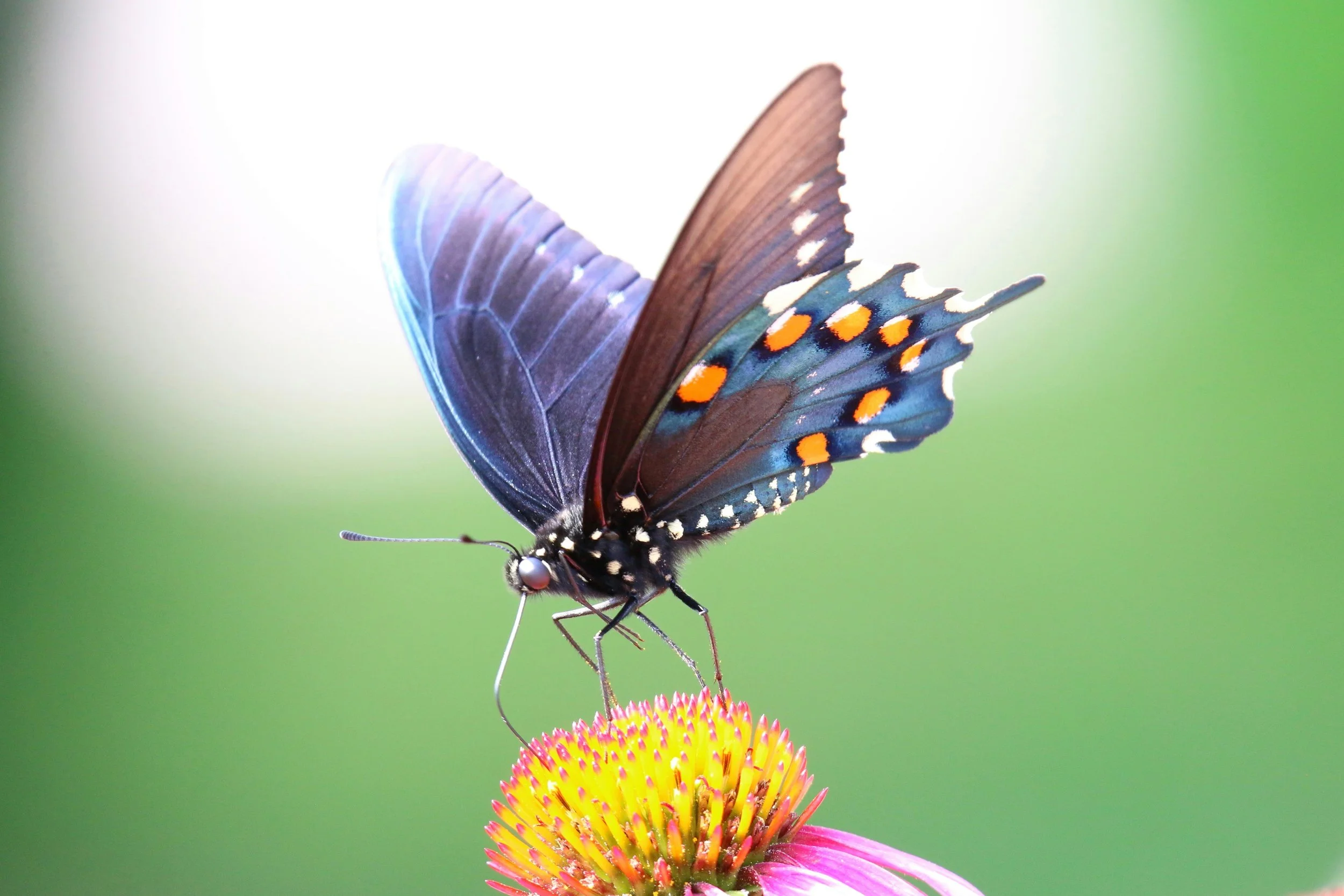 Butterfly and Wildflower Walk 