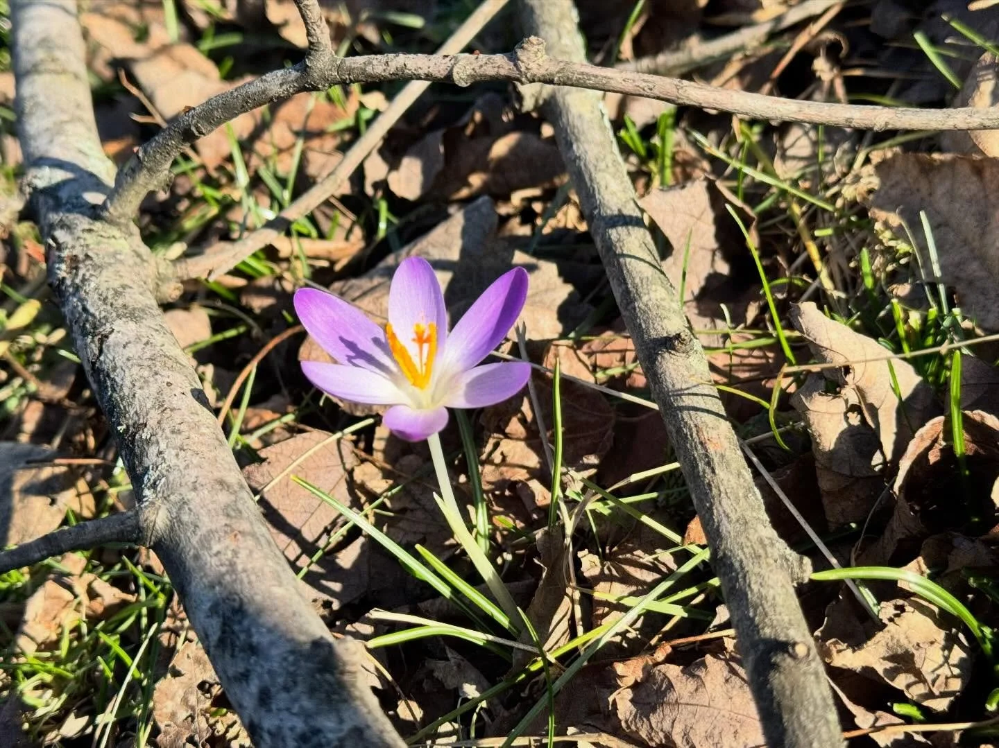 Meet the crocus&mdash;one of the earliest, bravest blooms of spring. 🌱💜

These tiny flowers are called ephemerals because they appear for just a short window each year, often pushing up through cold, wet ground to announce that winter is loosening 