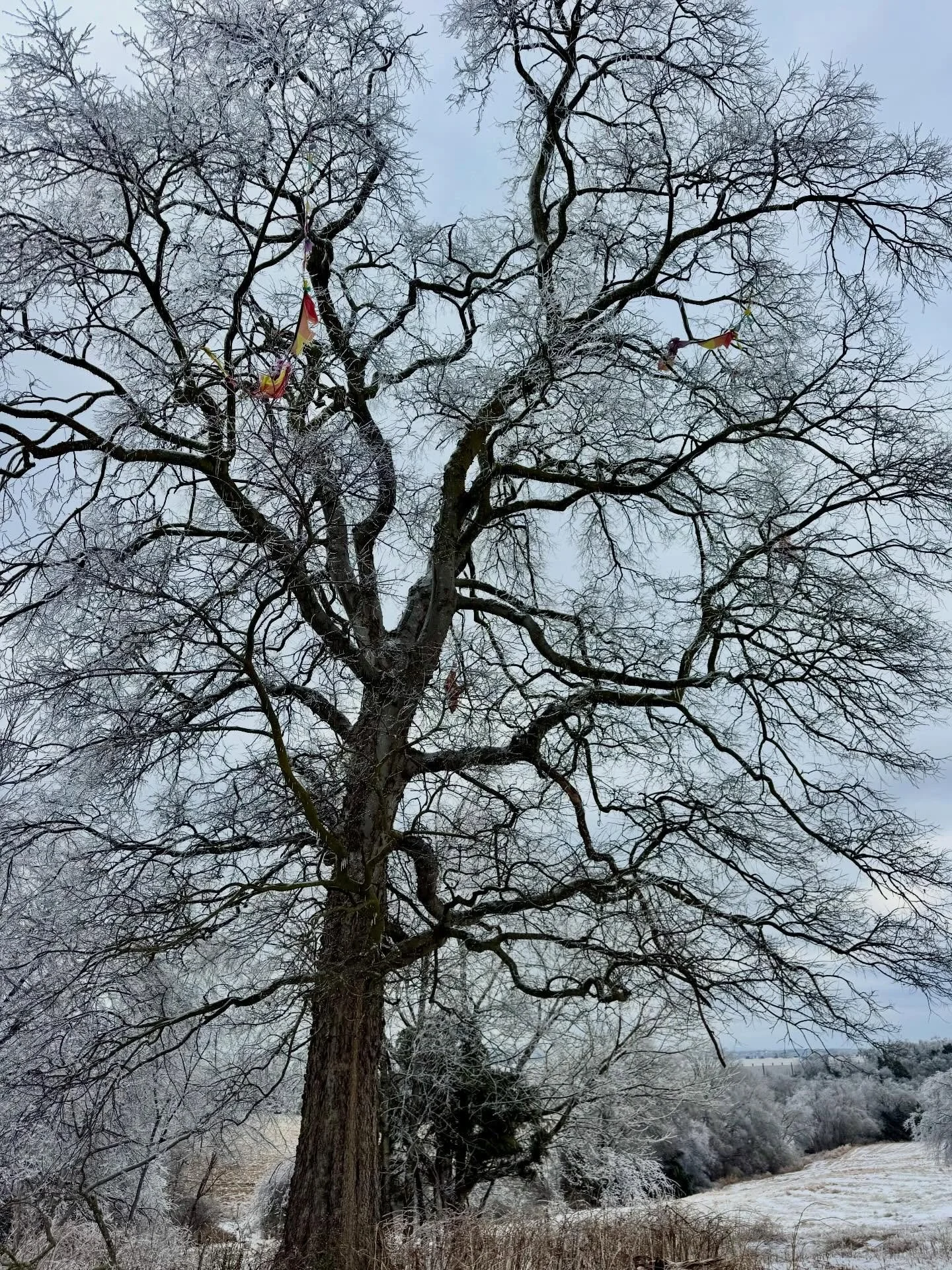 Safe, warm wishes from Friends of Mill Ridge Park as winter weather has created a state of emergency for our community. We hope everyone is sheltered and warm soon. 

These photos from the park today offer gentle reminders of warmer seasons ahead wit