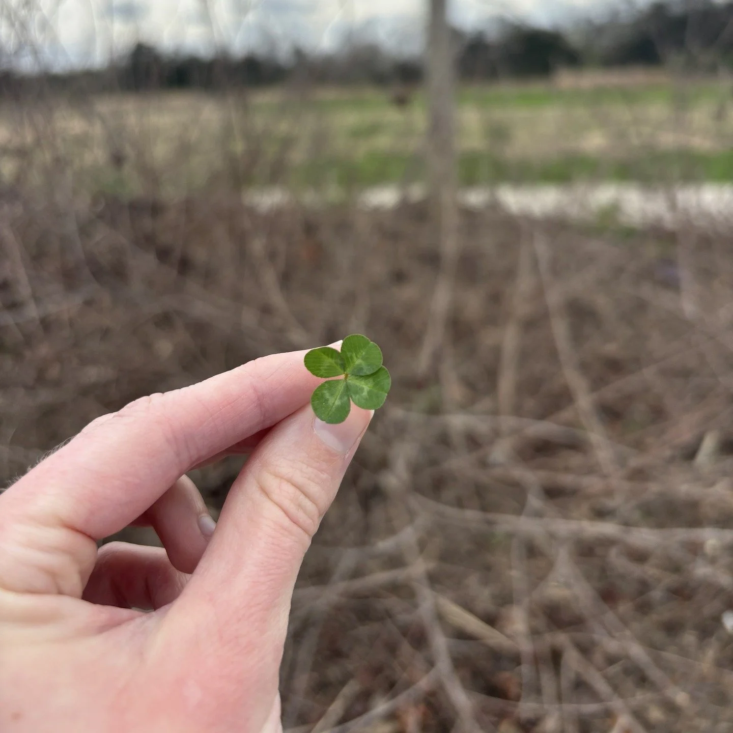 While enjoying the beautiful parkland and spring weather last week, intern Emma Cate spotted this lucky four-leaf clover. Just in time for St. Patrick&rsquo;s Day&mdash;good things are ahead! 🍀

What lucky charm do you search for outdoors? Have you 