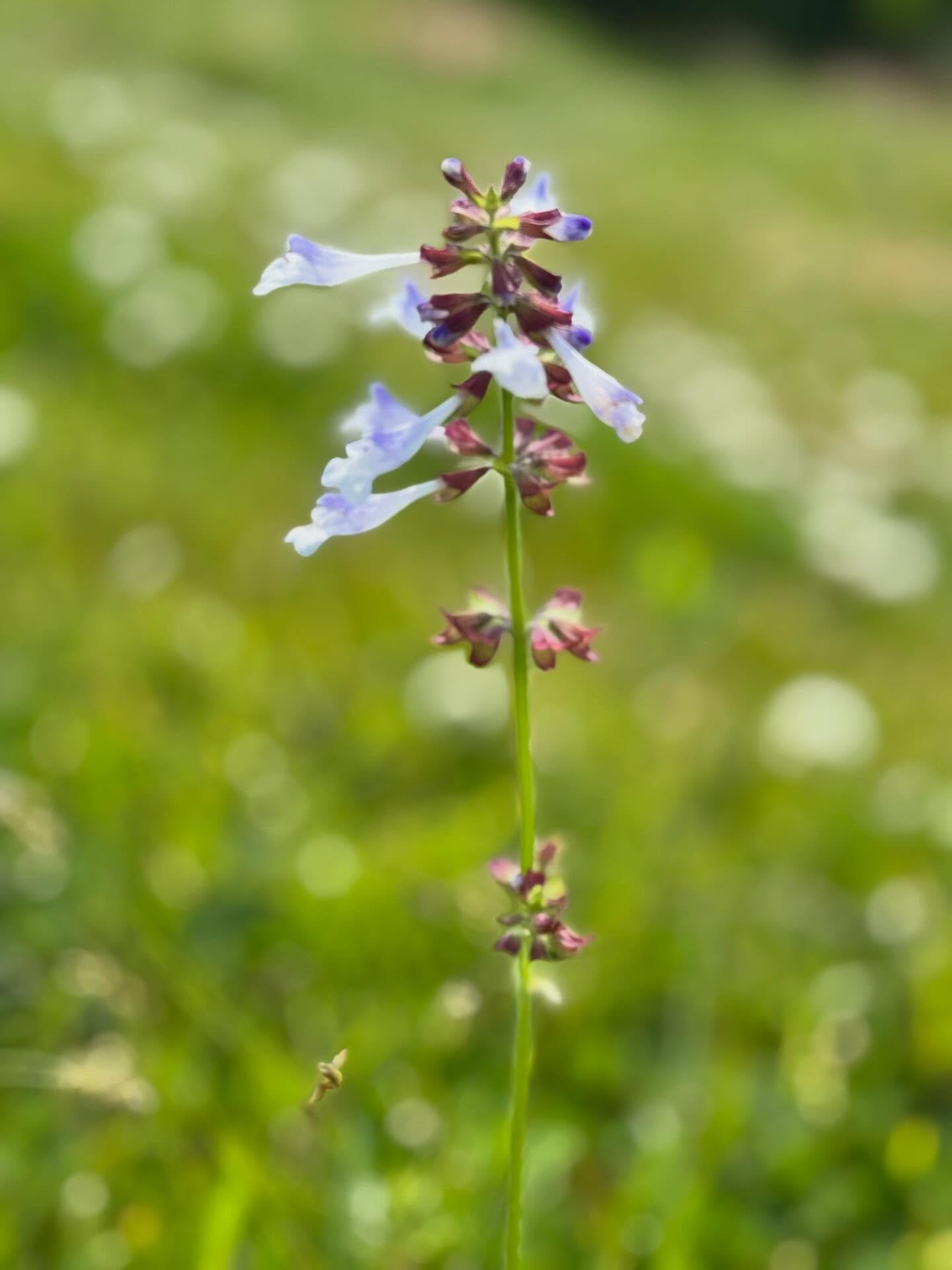 It&rsquo;s that time of year on the trails&hellip; 🌼

We&rsquo;ll soon begin mowing the Grassland Loop Trail as we transition into the next season but right now, the wildflowers are putting on a show.

If you can, get out this weekend and take it al