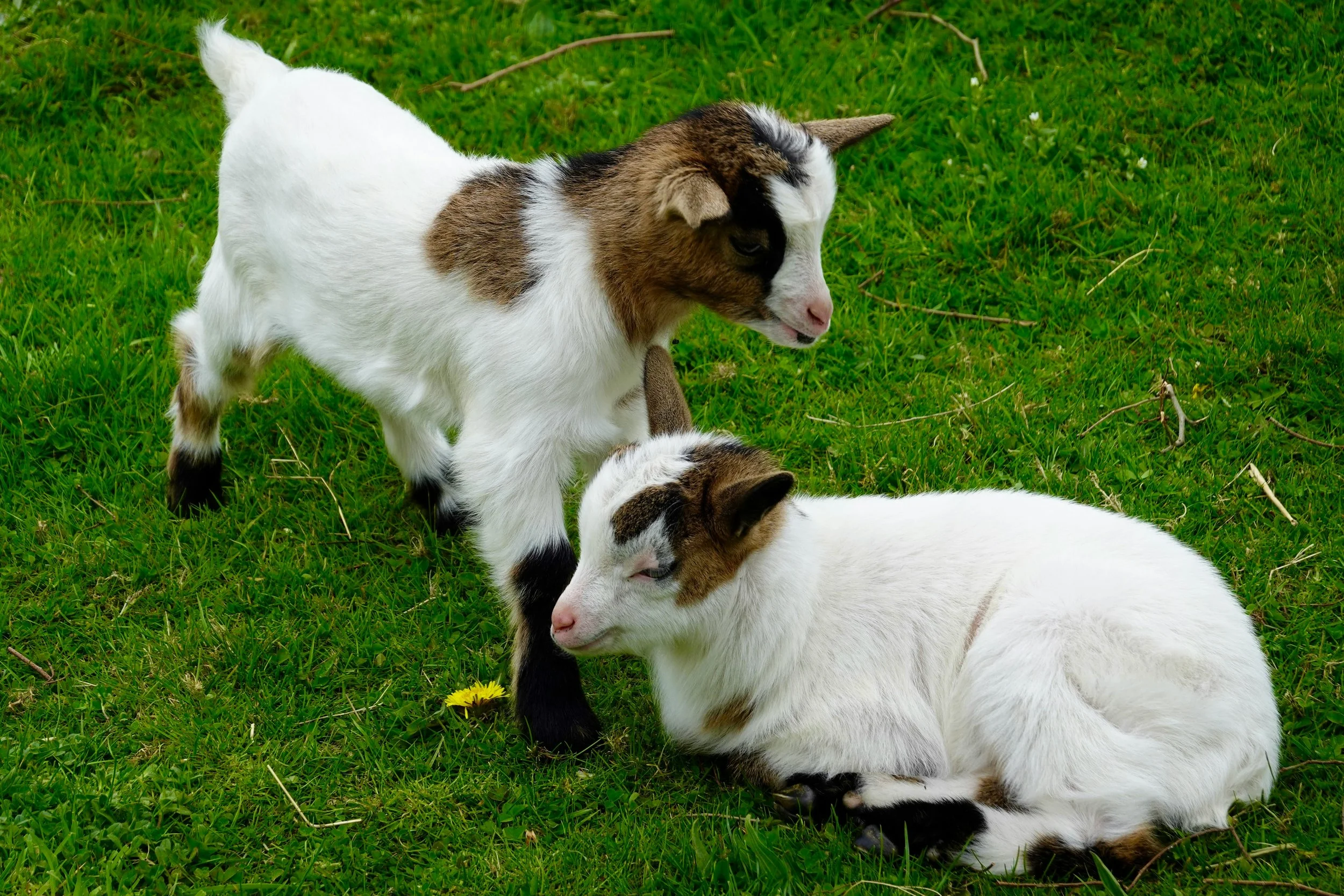 Farm Brunch and Barnyard Friends
