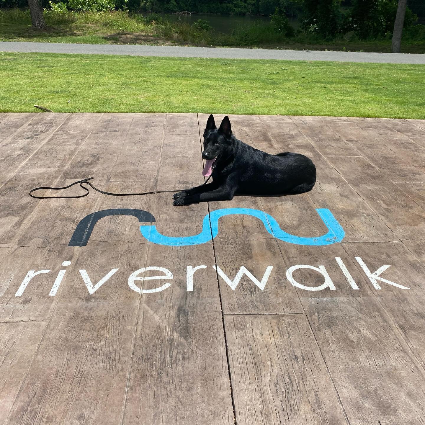 Rocco is finishing up his board and train with us soon. He&rsquo;s been doing great maintaining control under distraction in lots of settings. #seeleycreekcanine #blackgsd #blackgermanshepherd #germanshepherdsofinstagram #gsd #gsdofinstagram #blackge