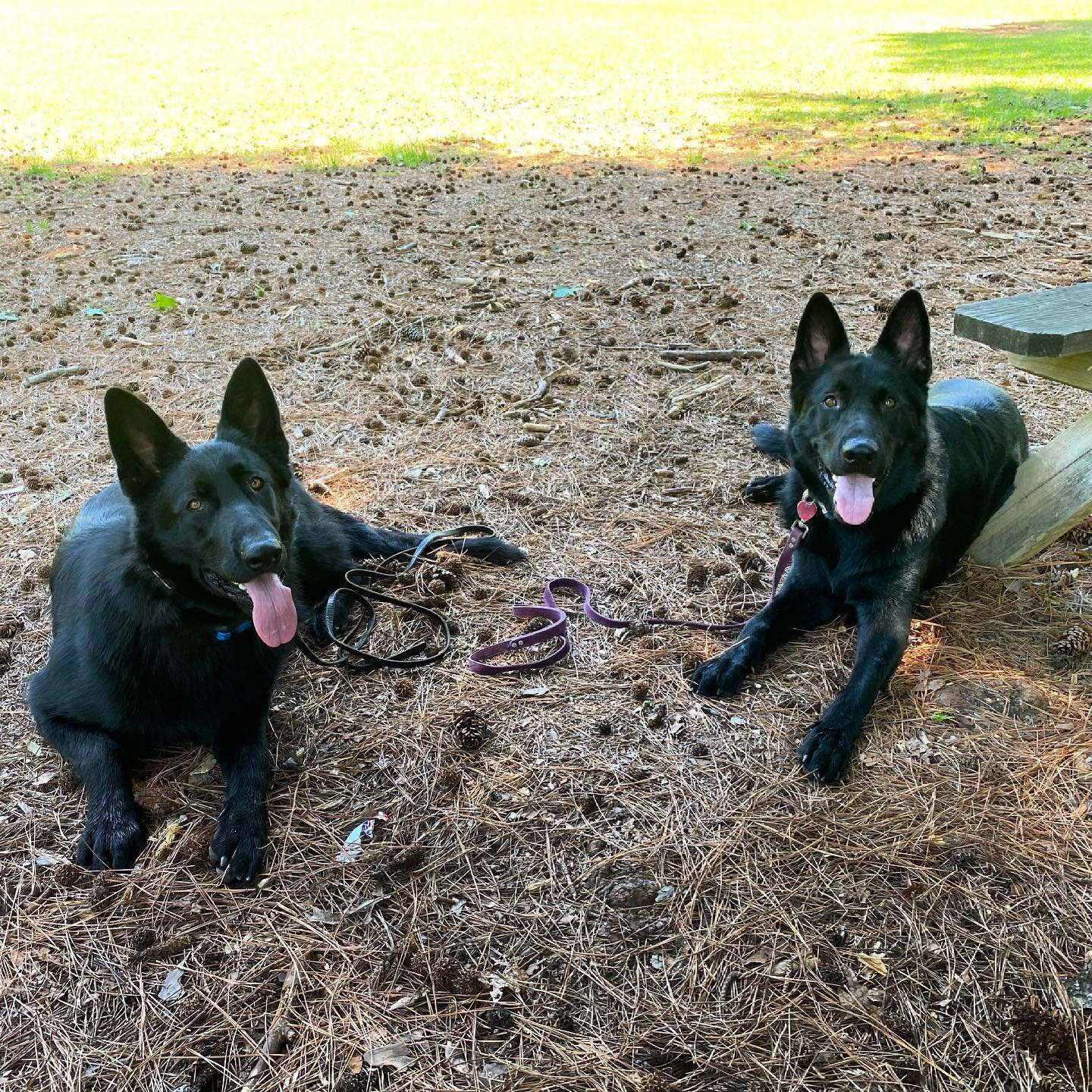 Double Trouble!!! Felon (left) and Rocco (right) are here for our board &amp; train programs. They are learning control, safe socialization and how to be good citizens in the world. Rocco wraps up his training today while Felon is off to a great star